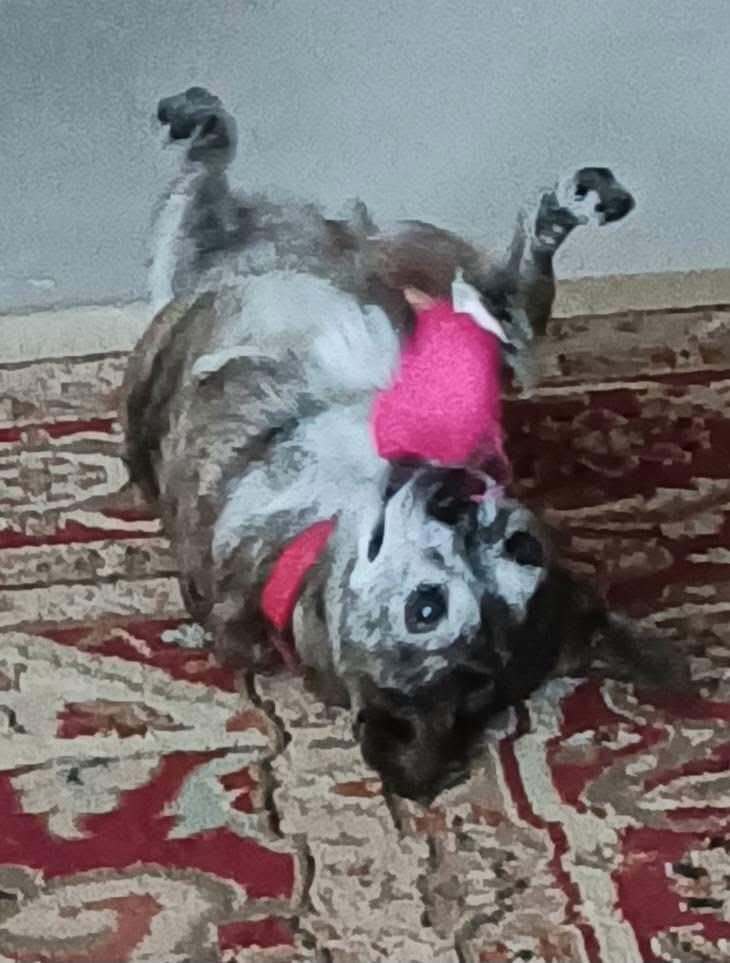 clementine, Adoptable, Senior Female Chihuahua.