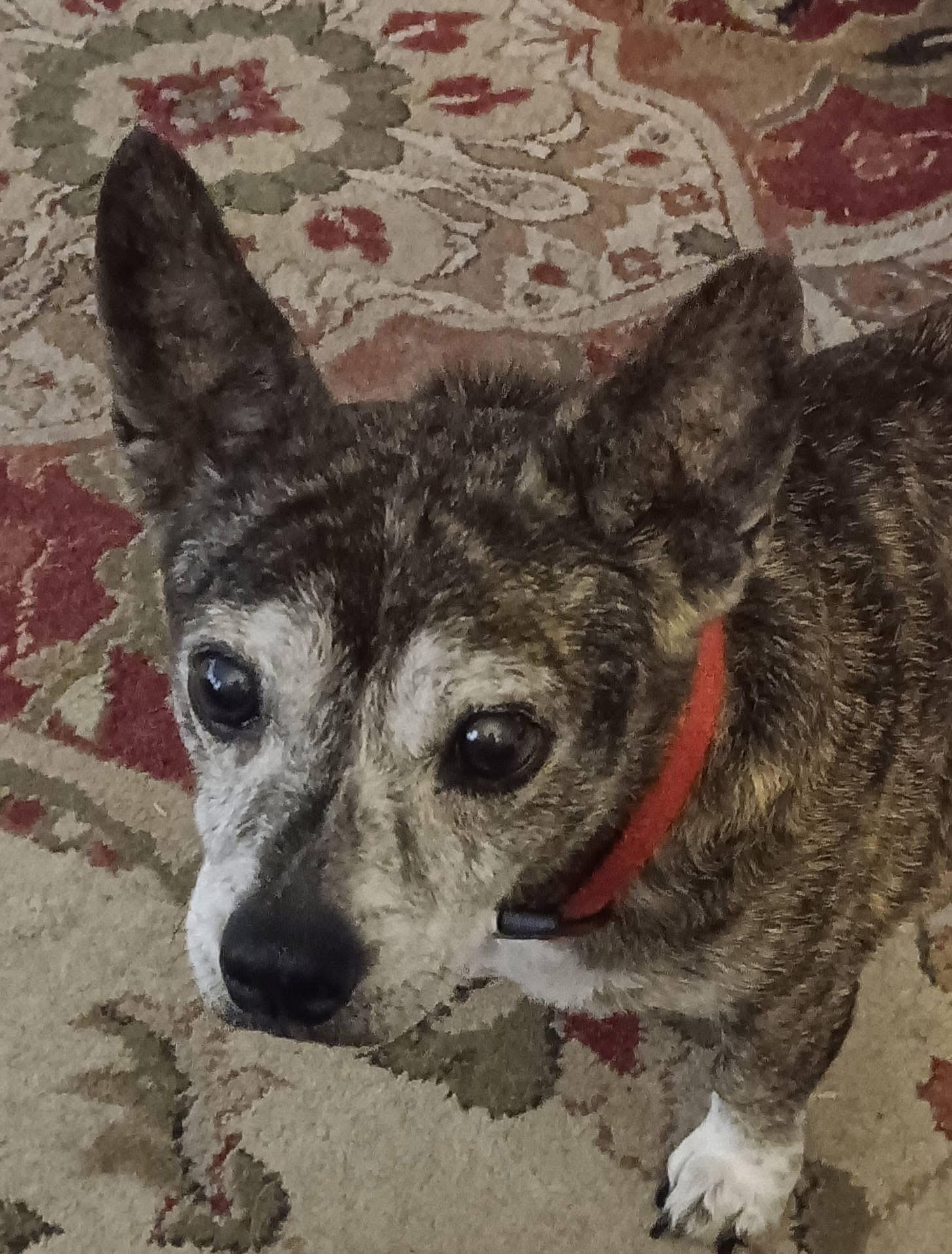 Enlarge clementine, a Adoptable Chihuahua in Garland, TX image 3/5