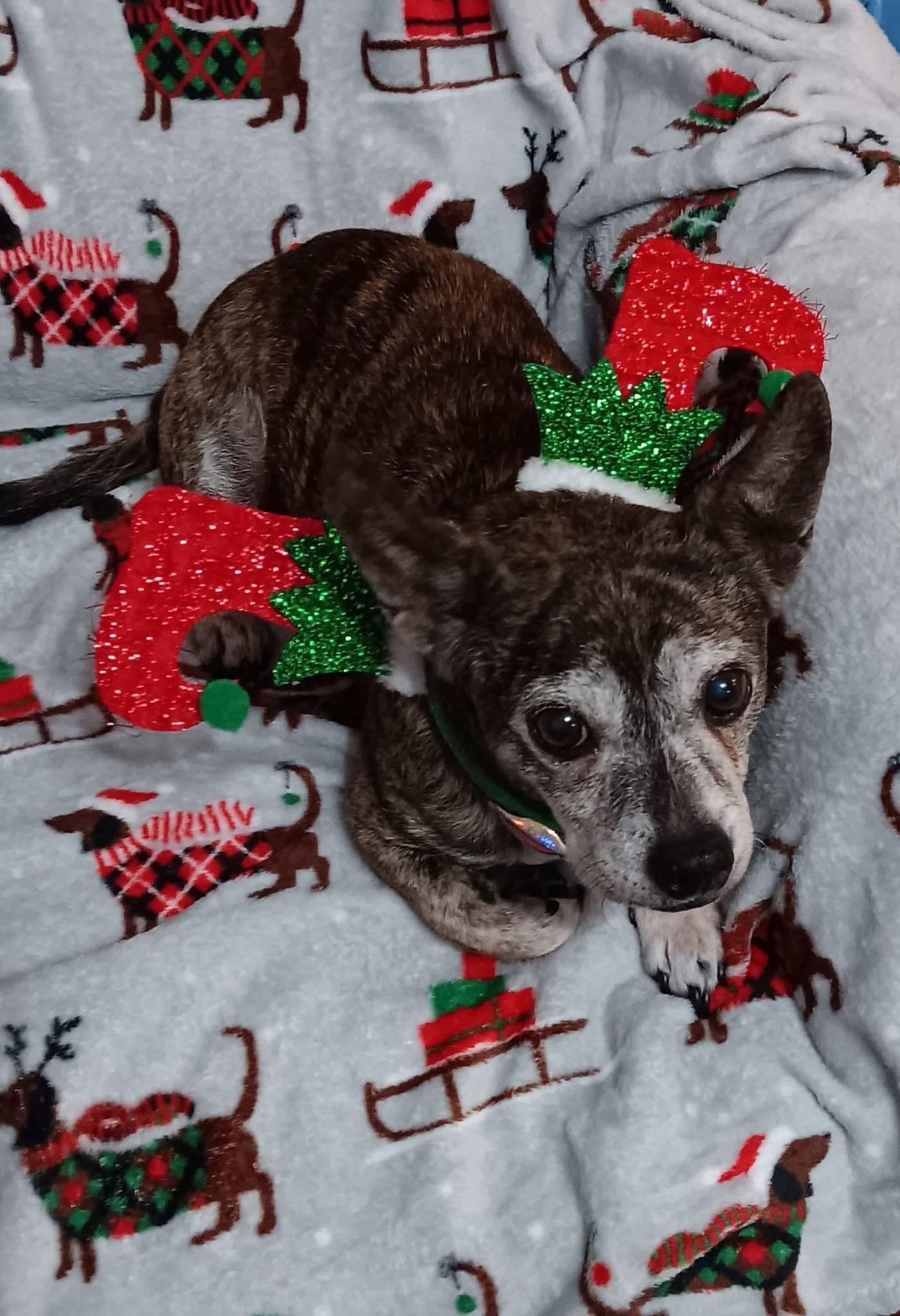 Enlarge clementine, a Adoptable Chihuahua in Garland, TX image 4/5