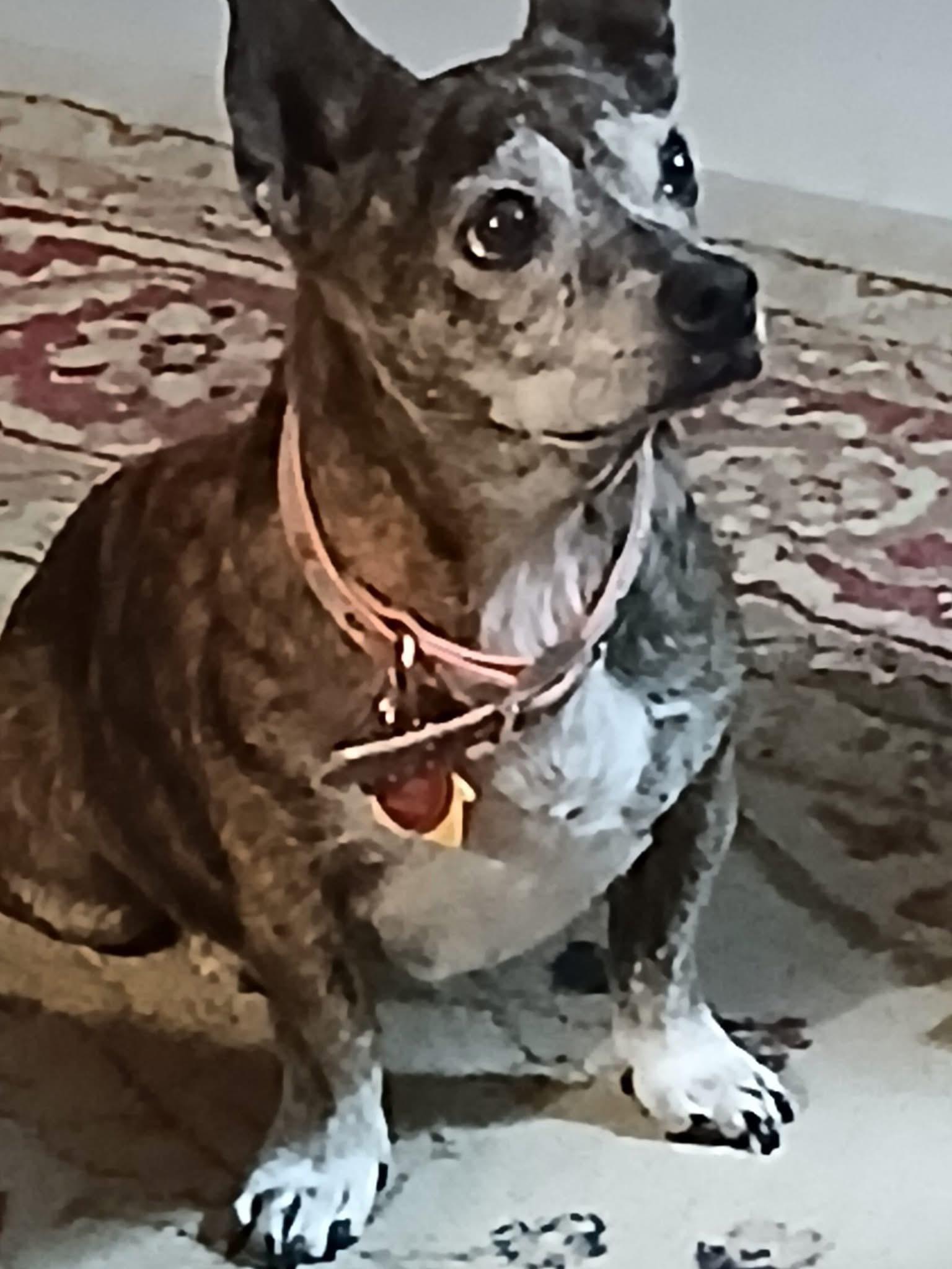 clementine, Adoptable, Senior Female Chihuahua.