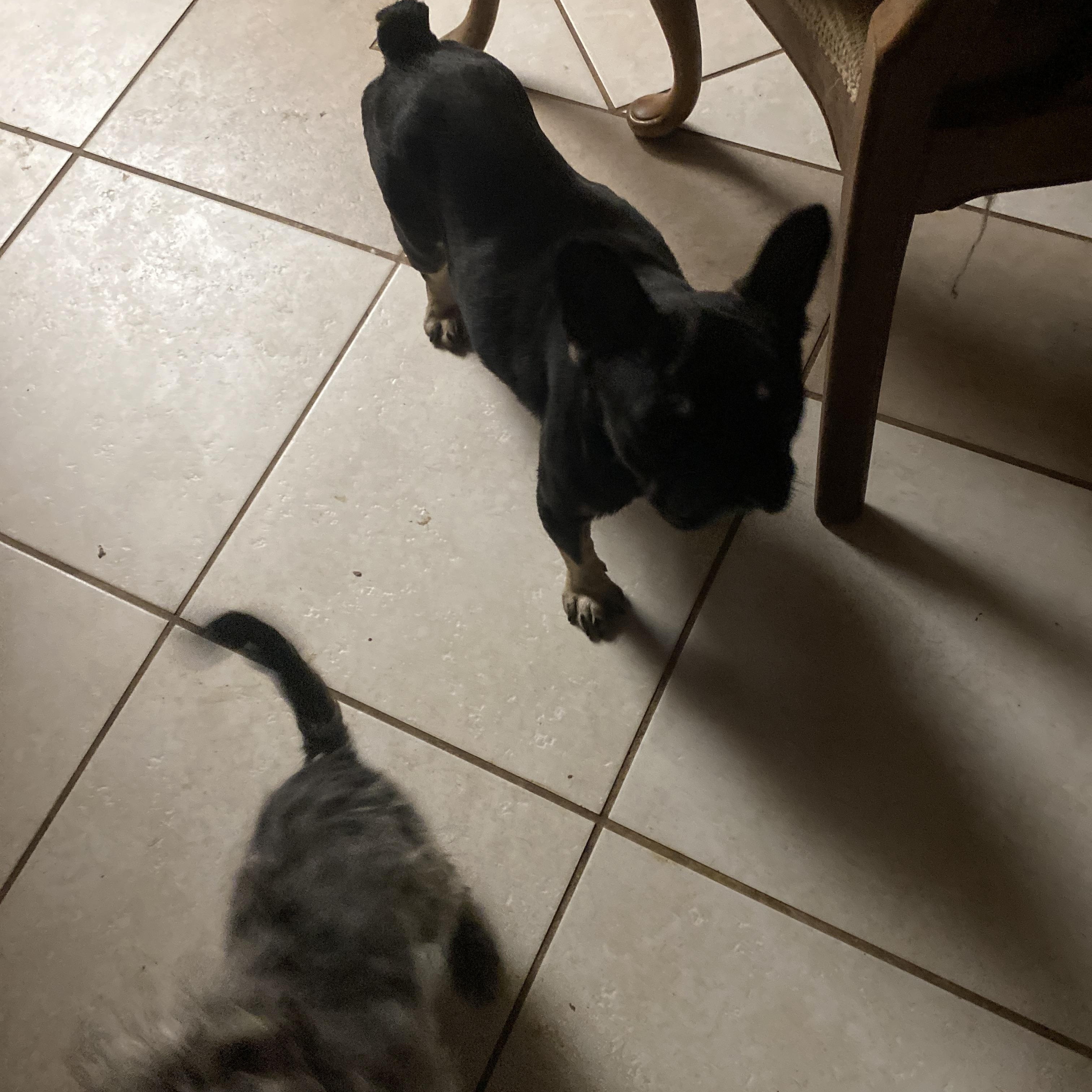 Dolly, ADOPTABLE, Adult Female French Bulldog.