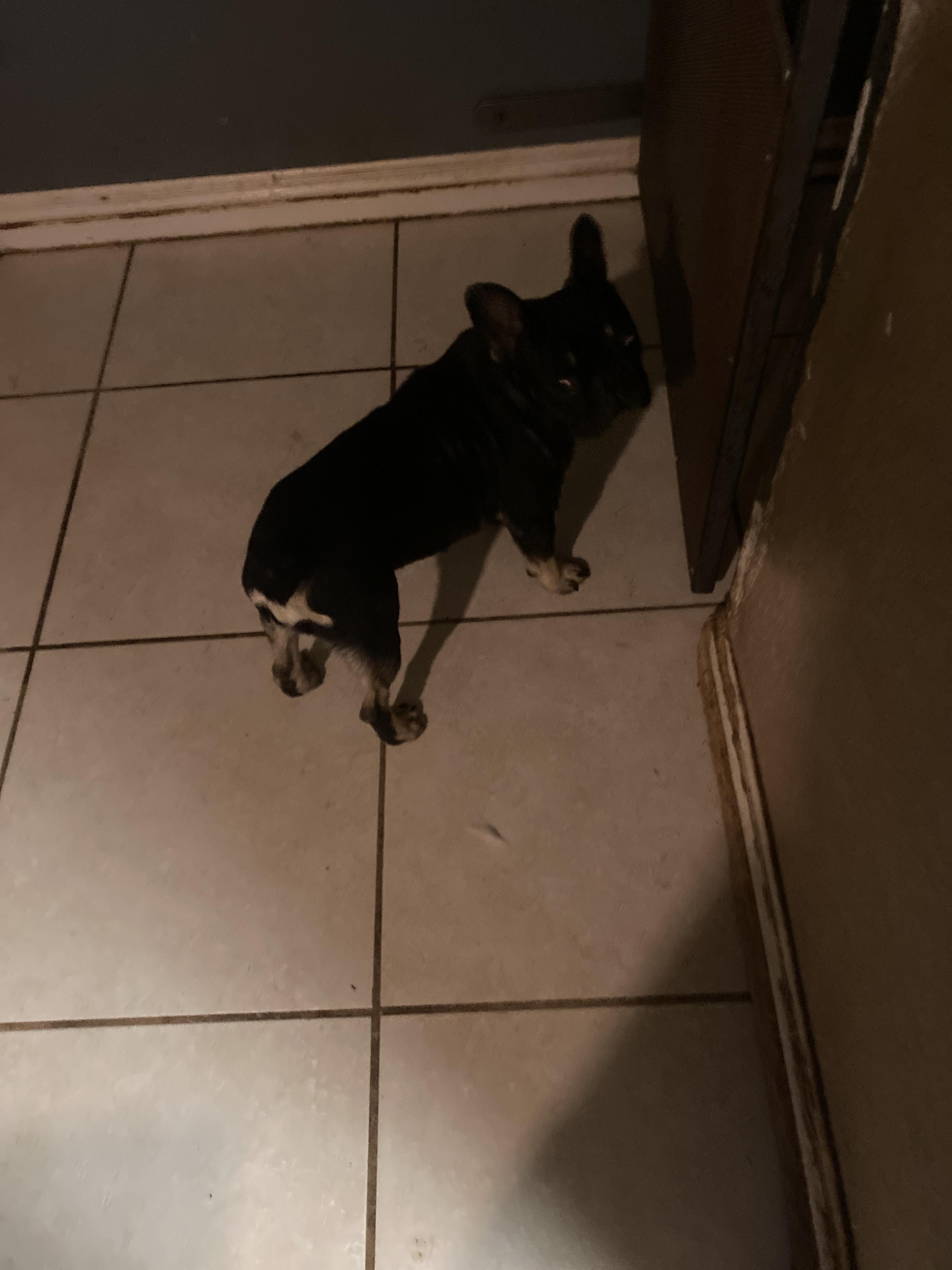 Dolly, a ADOPTABLE French Bulldog in Moreno Valley, CA image 2/2
