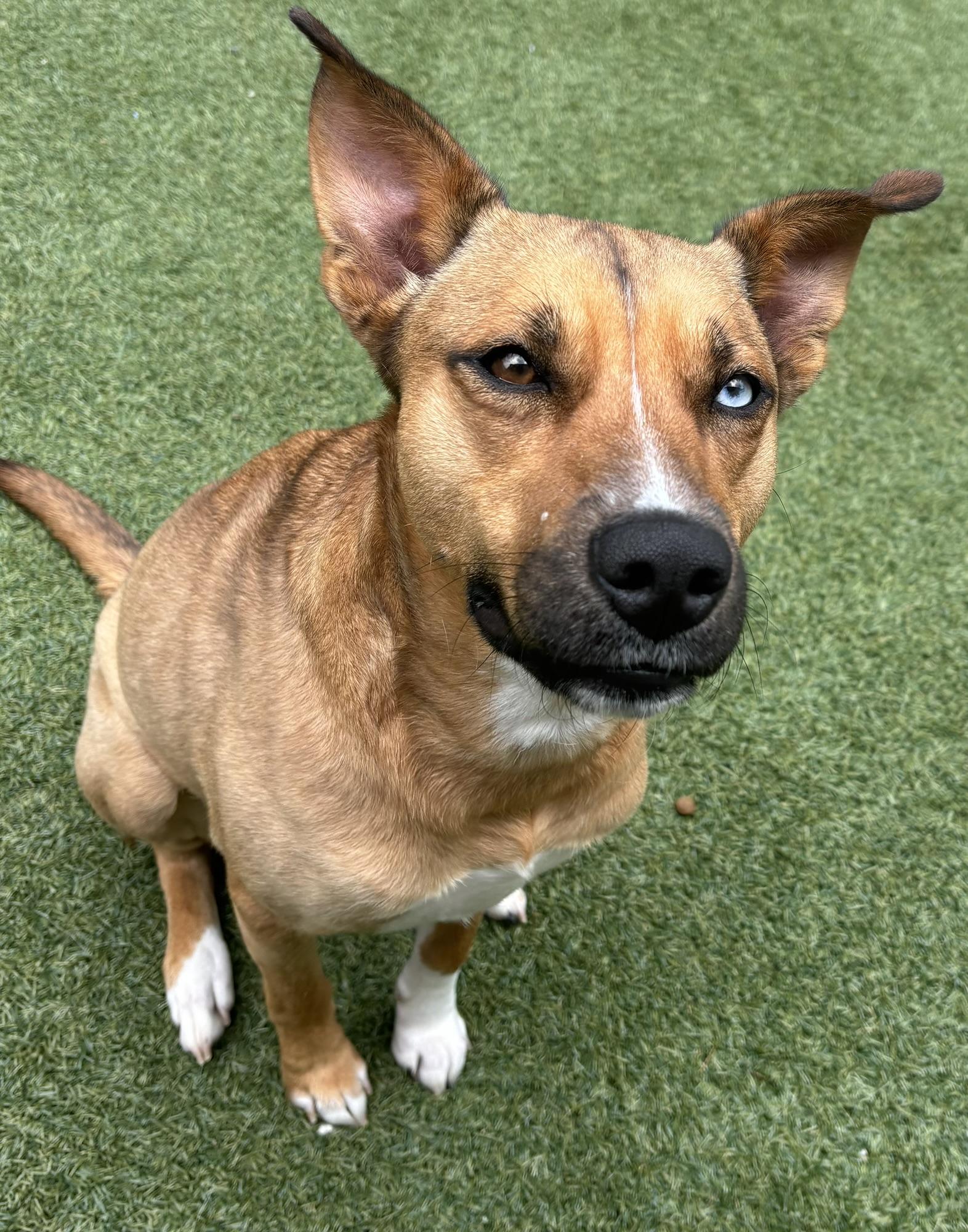 Enlarge Iris, a Adoptable mixed breed in Pembroke, MA image 3/5