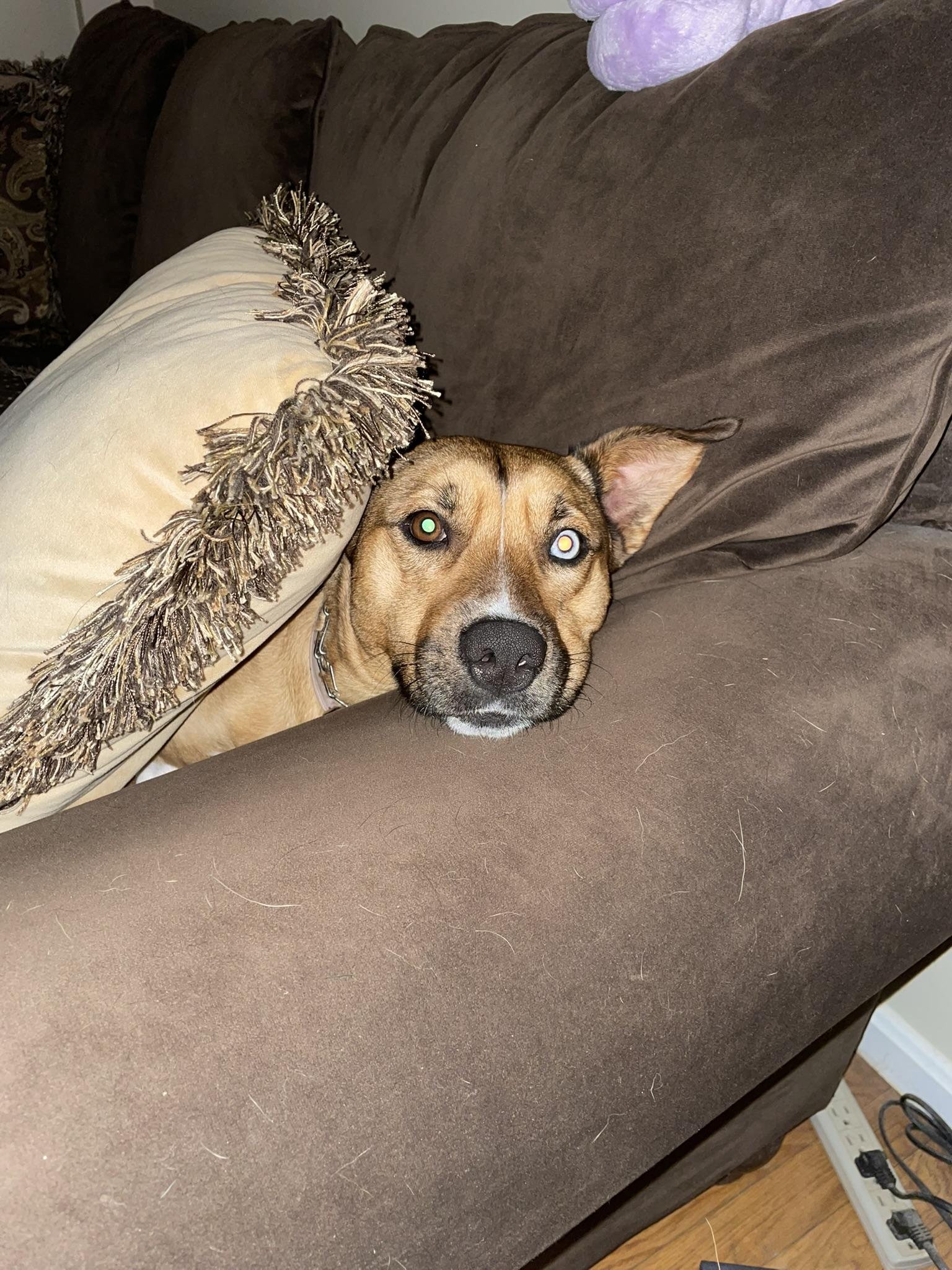 Enlarge Iris, a Adoptable mixed breed in Pembroke, MA image 4/5