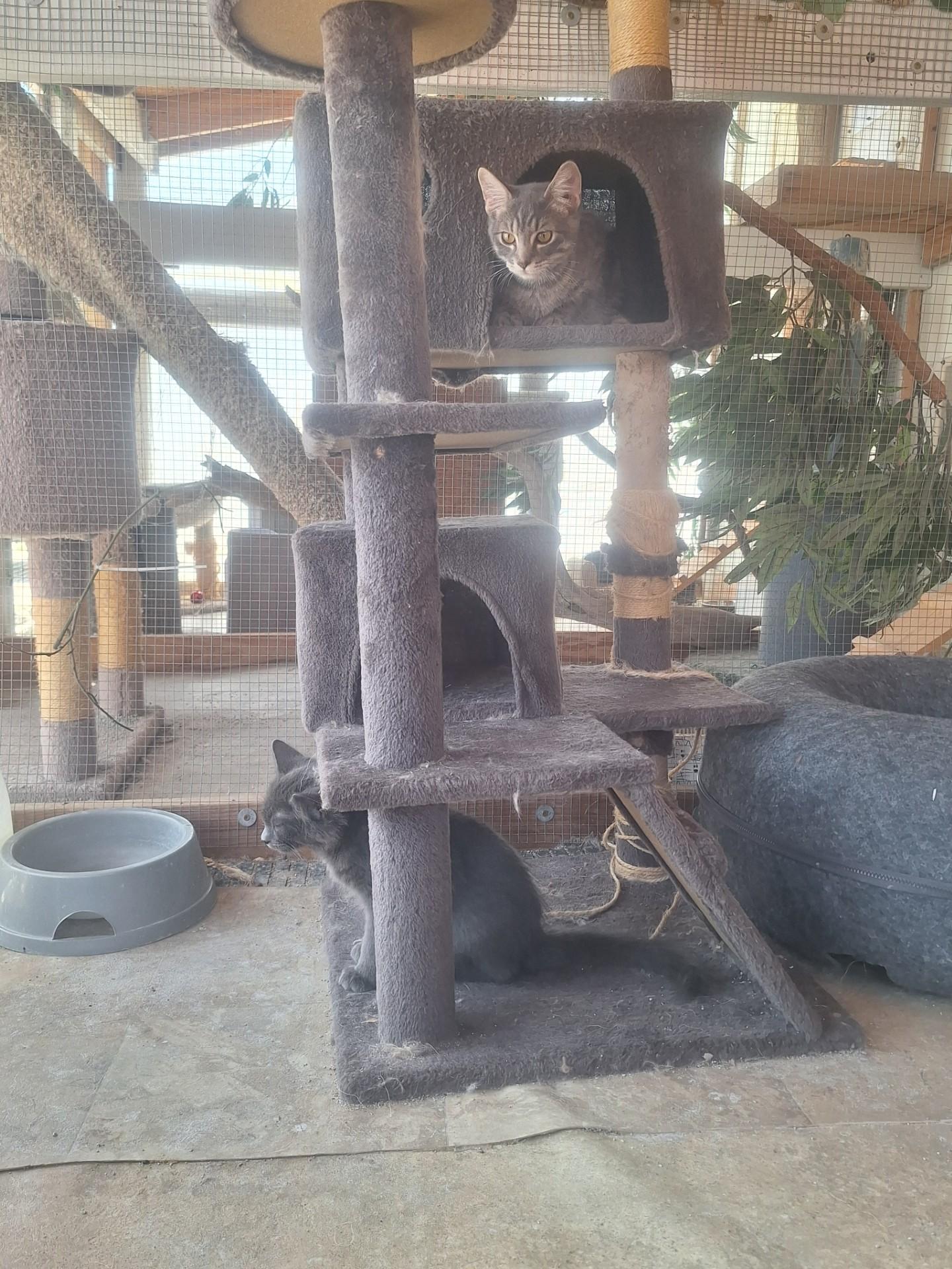 Big Gray, ADOPTABLE, Kitten Male Domestic Short Hair.
