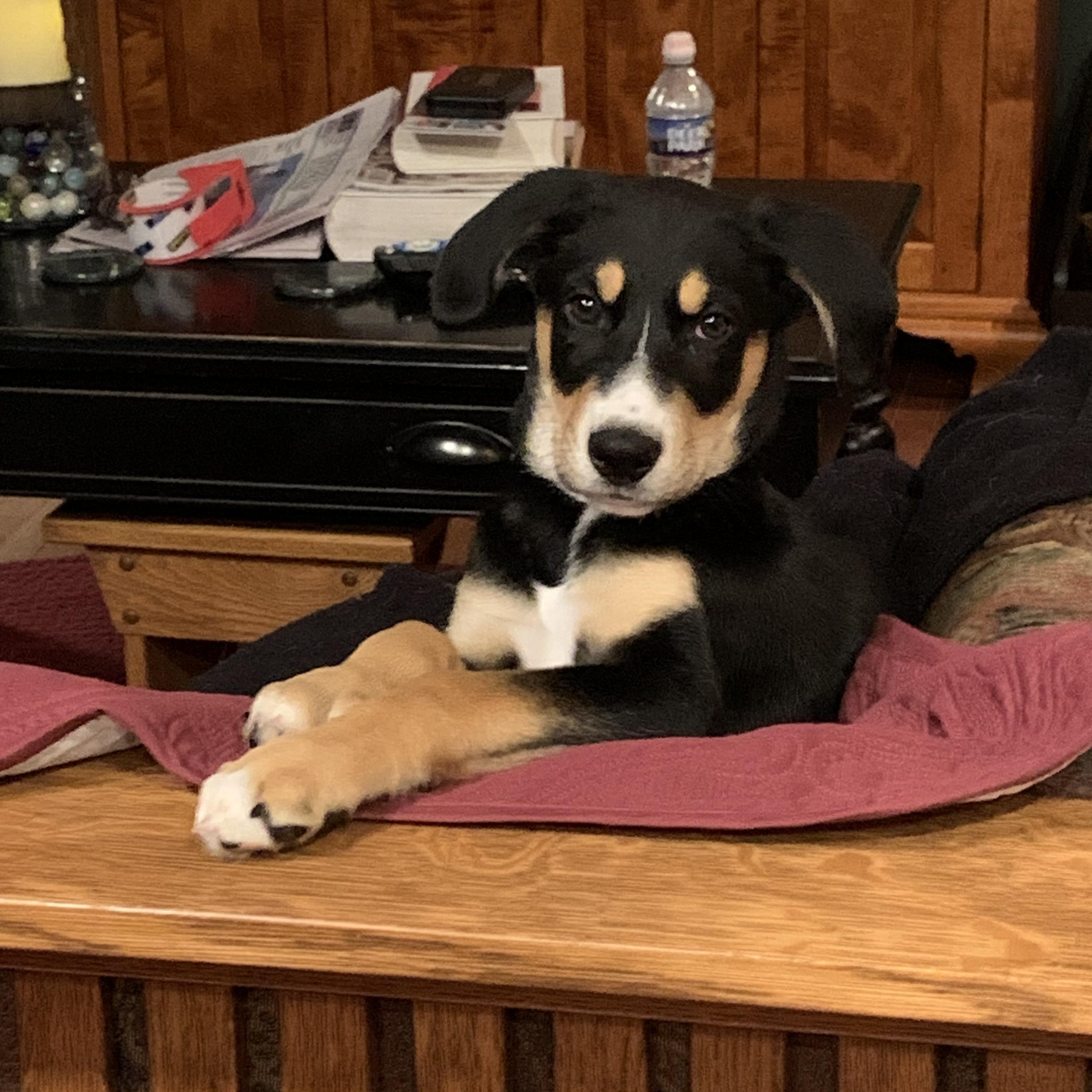 Liam, a ADOPTABLE mixed breed in Hatfield, PA image 3/4