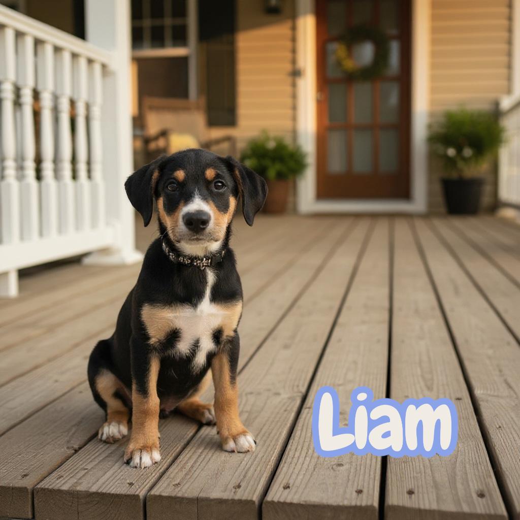 Liam, a ADOPTABLE mixed breed in Hatfield, PA image 1/4