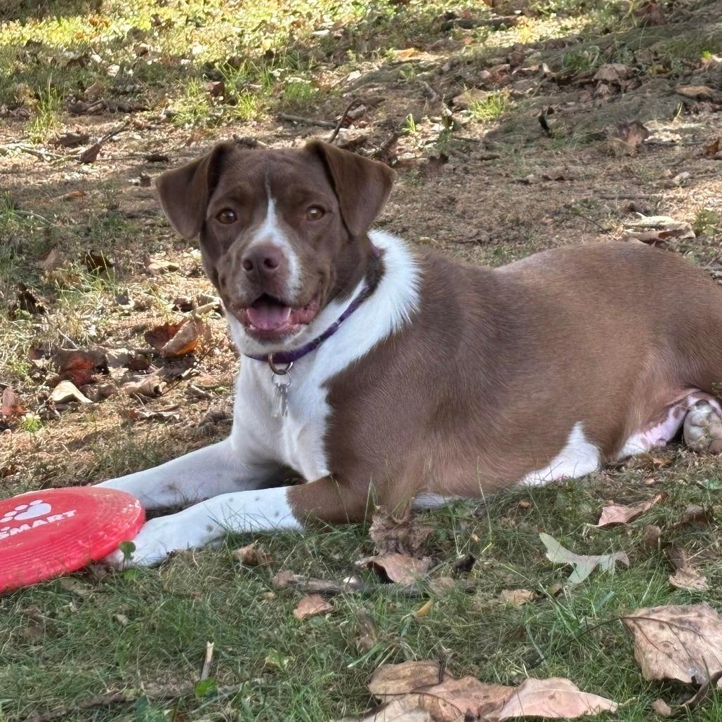 Joanie, Adoptable, Adult Female Hound.