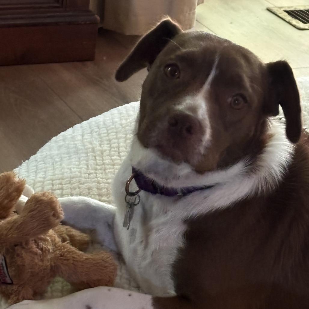 Enlarge Joanie, a Adoptable mixed breed in Falls Church, VA image 2/5