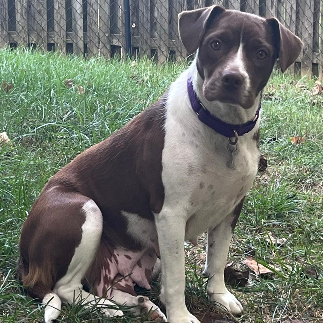 Enlarge Joanie, a Adoptable mixed breed in Falls Church, VA image 3/5