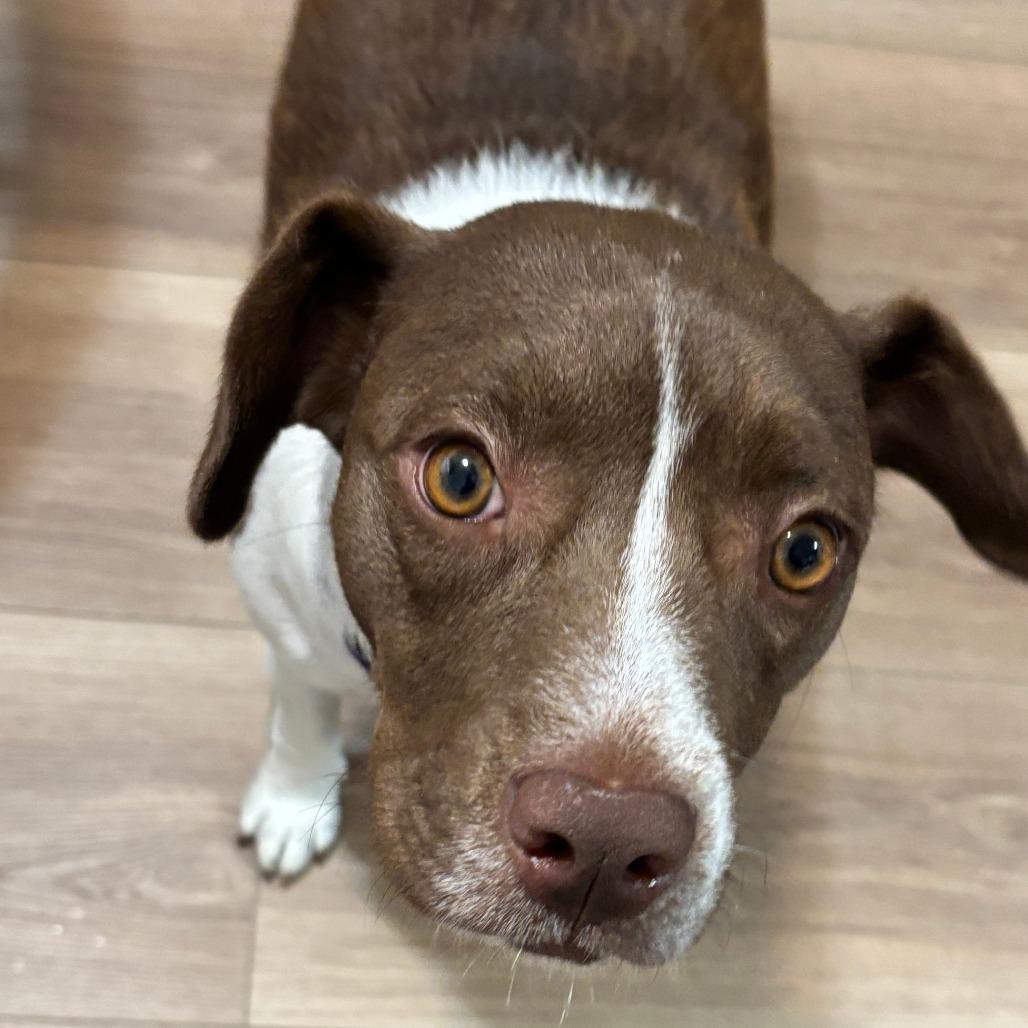 Enlarge Joanie, a Adoptable mixed breed in Falls Church, VA image 4/5