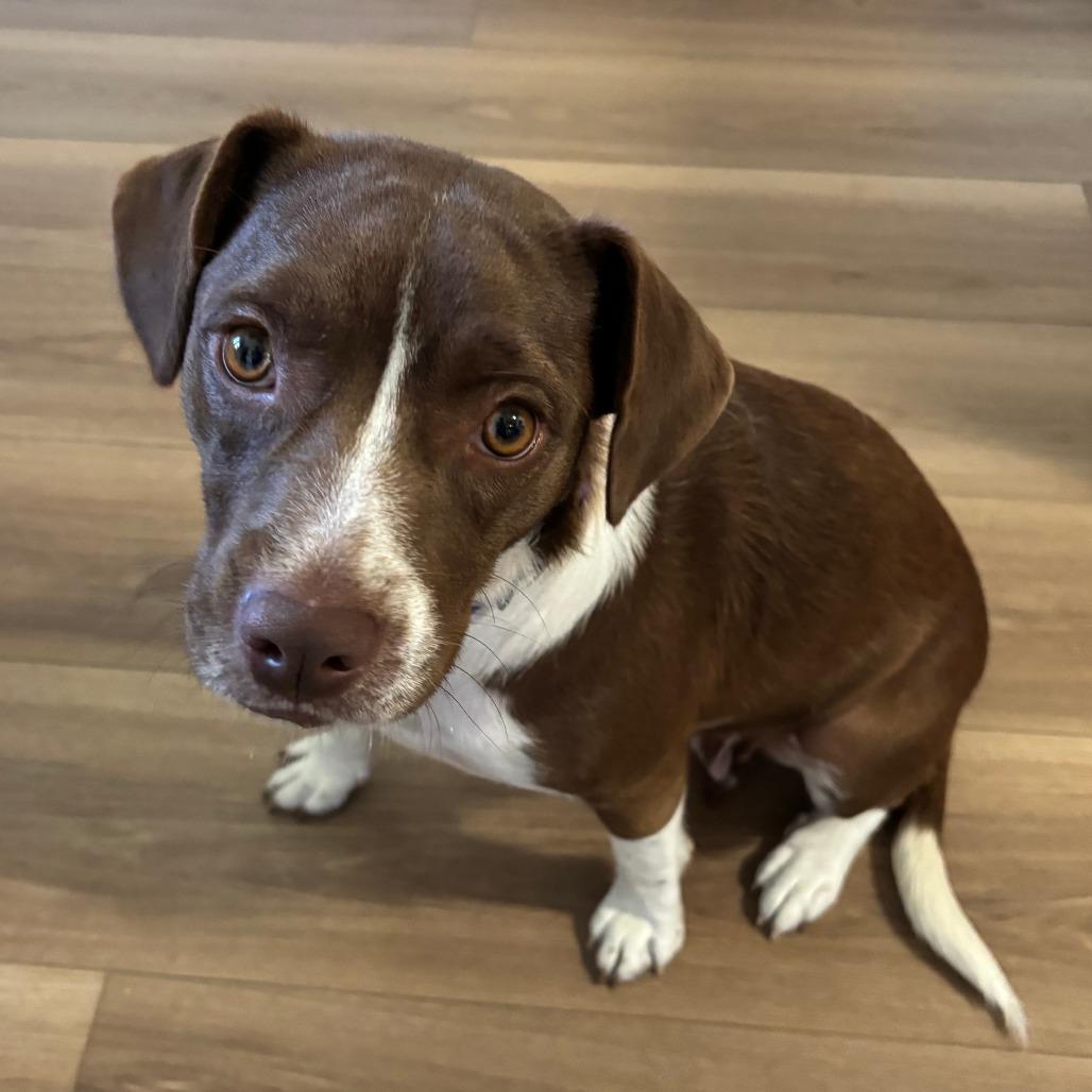 Enlarge Joanie, a Adoptable mixed breed in Falls Church, VA image 5/5