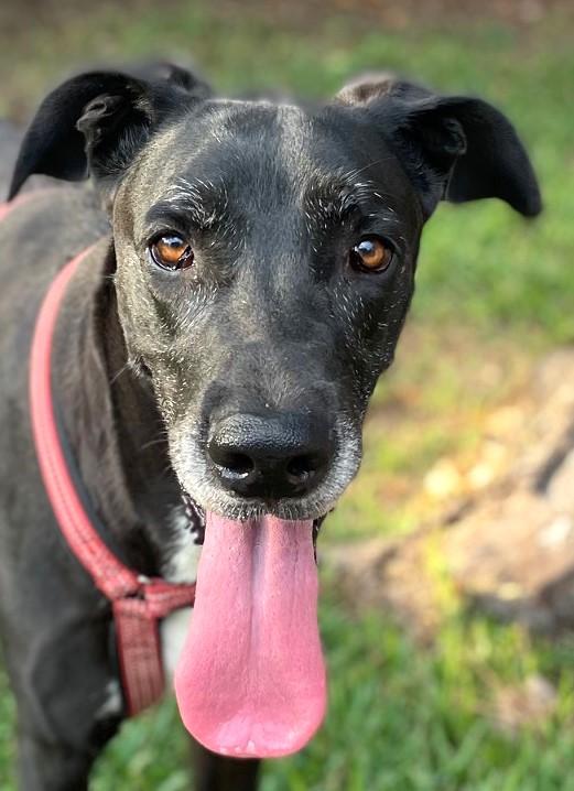 HOLLY-See Videos in BIO, Adoptable, Young Female Great Dane.