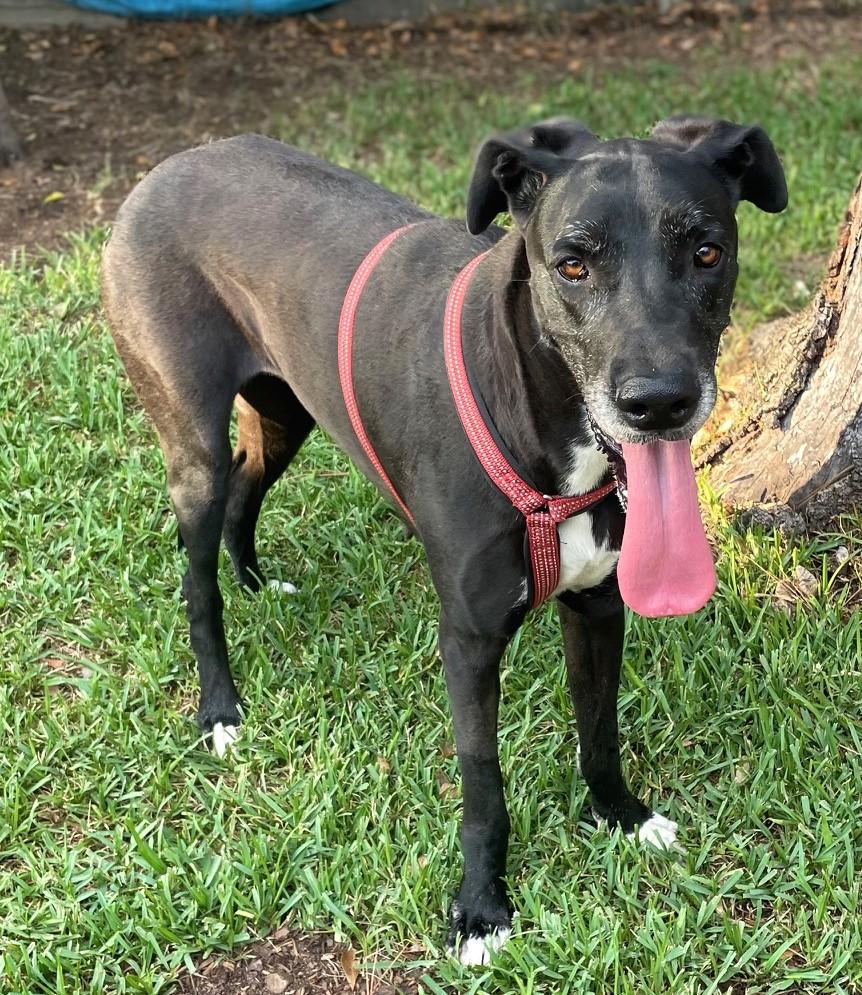 Enlarge HOLLY-See Videos in BIO, a Adoptable Great Dane in Austin, TX image 4/5