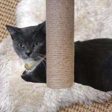 Enlarge Chandler, a Adoptable Domestic Short Hair in HUNTINGTON BEACH, CA image 2/3