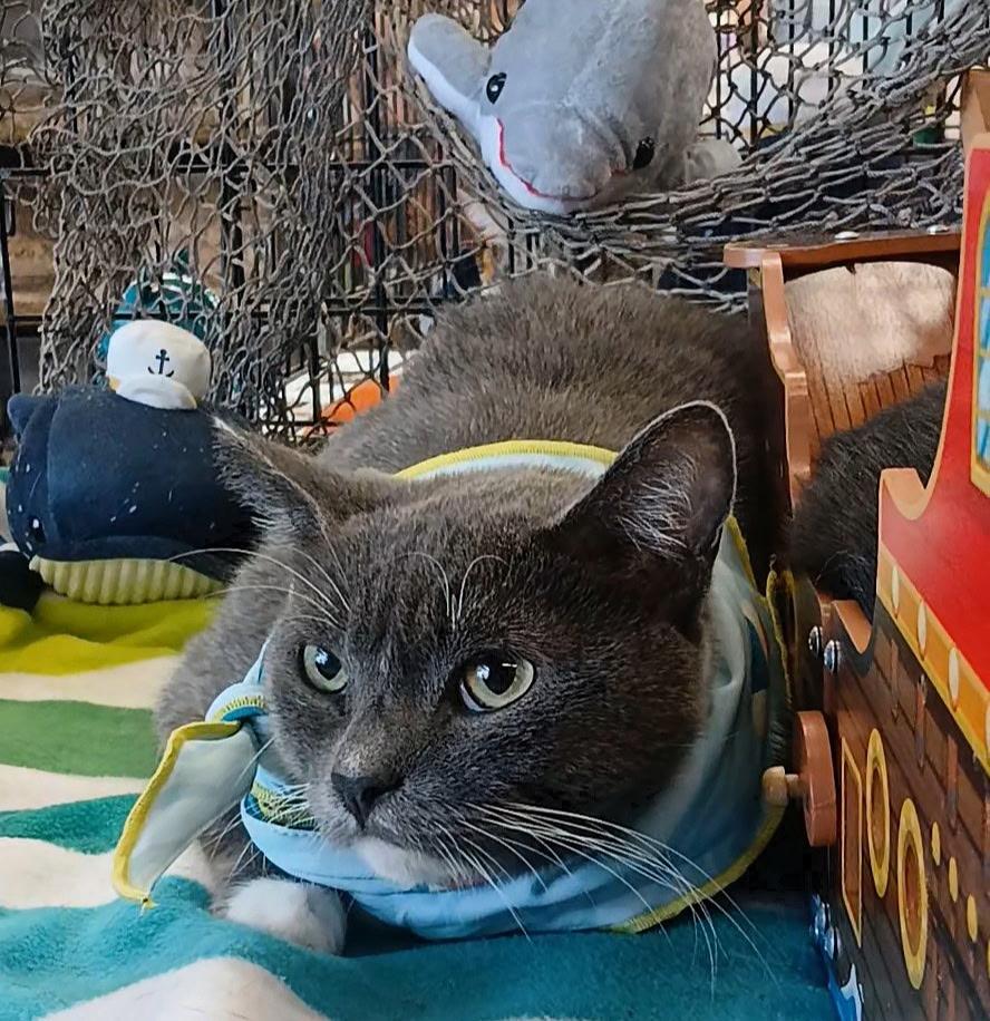 Chandler, Adoptable, Young Male Domestic Short Hair.