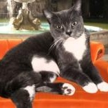 Chandler, Adoptable, Young Male Domestic Short Hair.