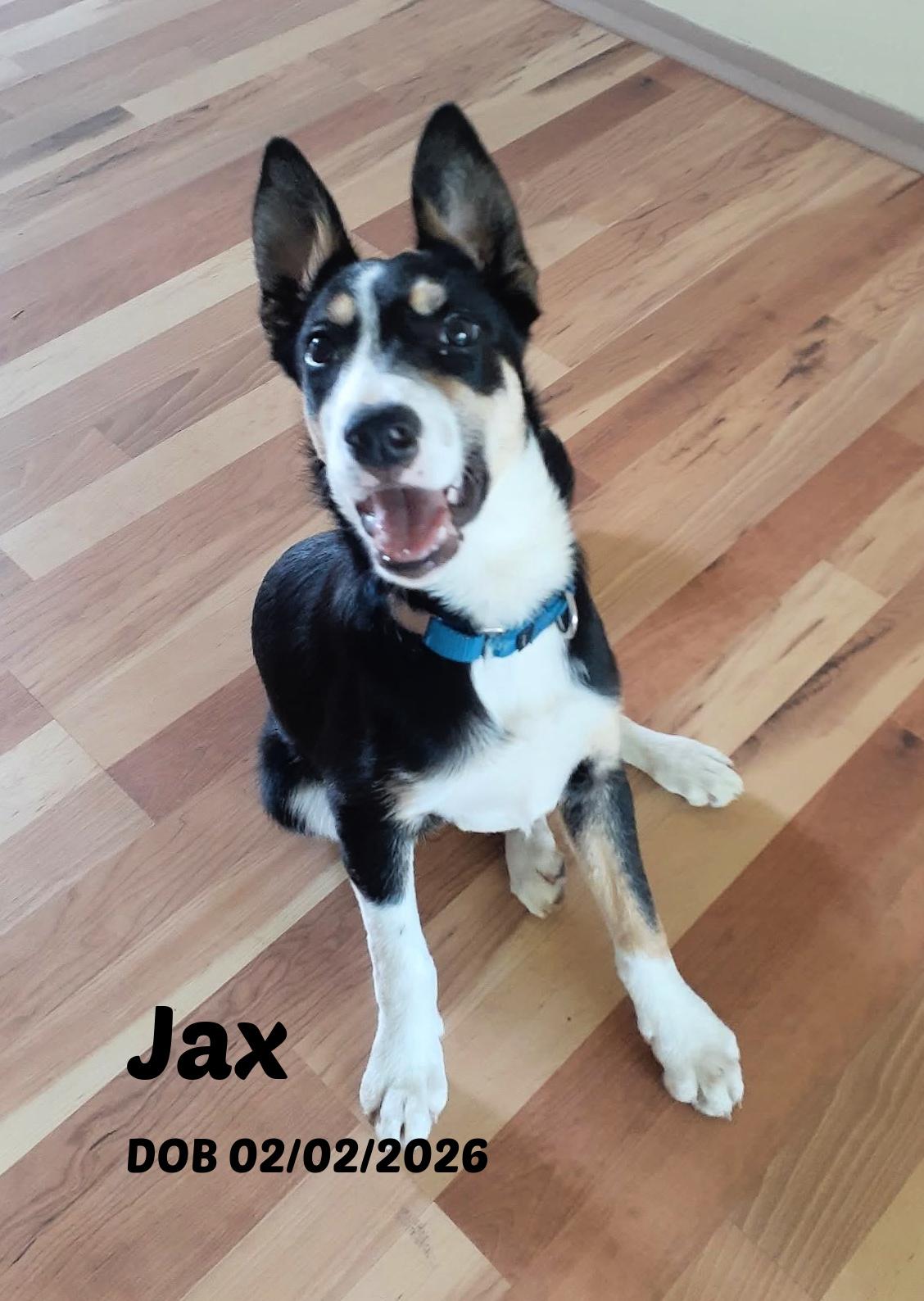 Jax, a ADOPTABLE Border Collie in Seymour, IN image 5/6