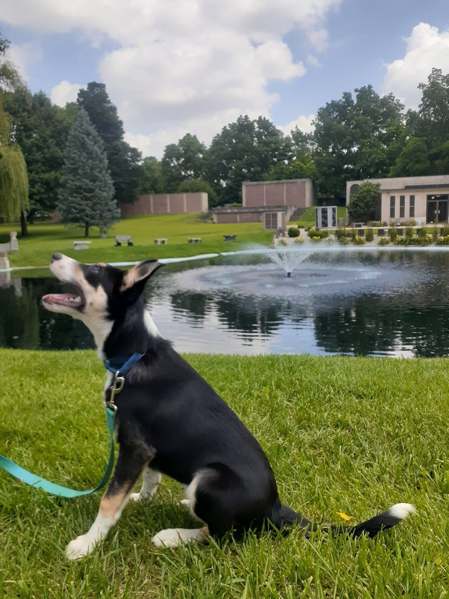 Jax, a ADOPTABLE Border Collie in Seymour, IN image 4/6