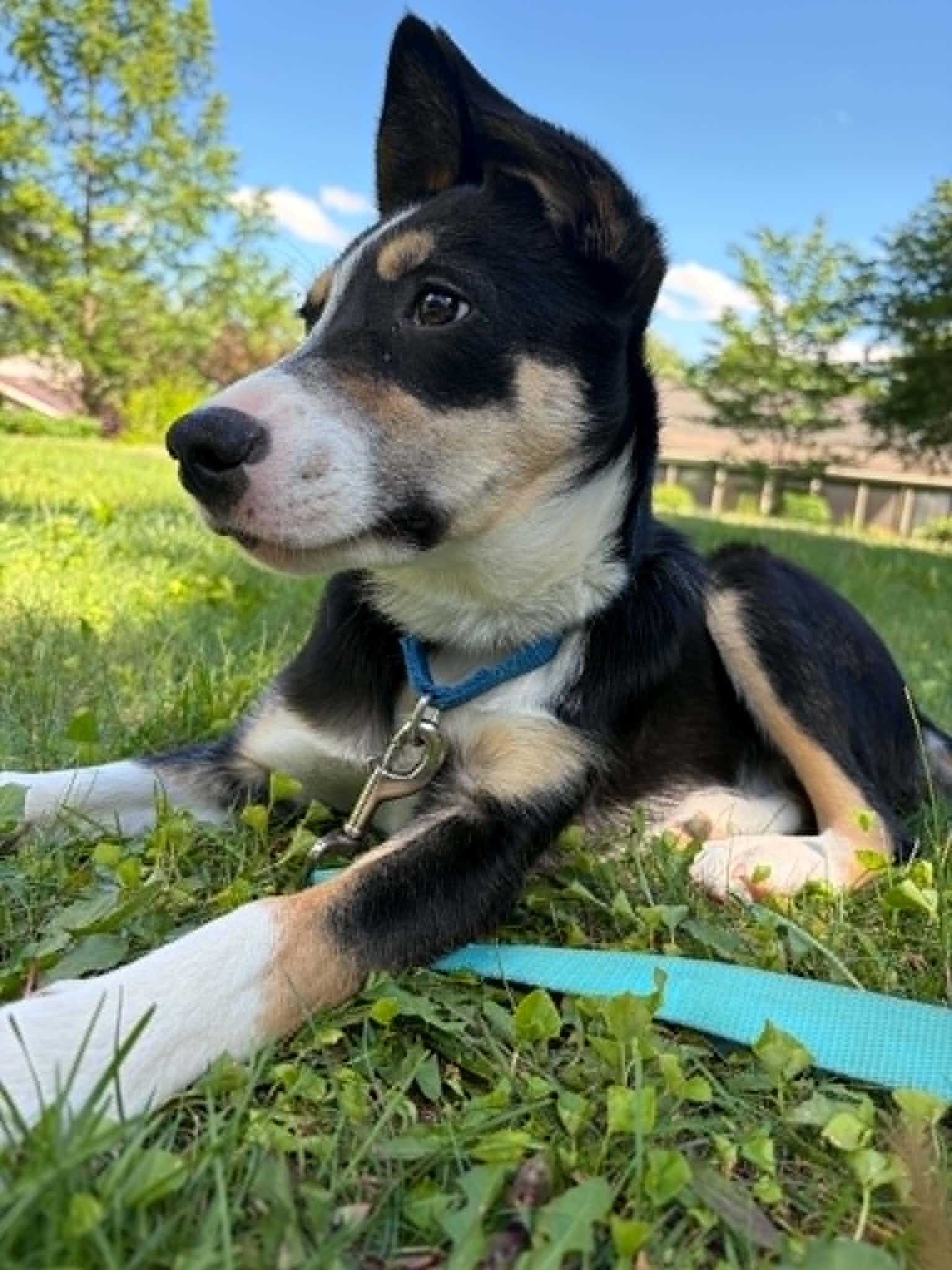 Jax, a ADOPTABLE Border Collie in Seymour, IN image 3/6