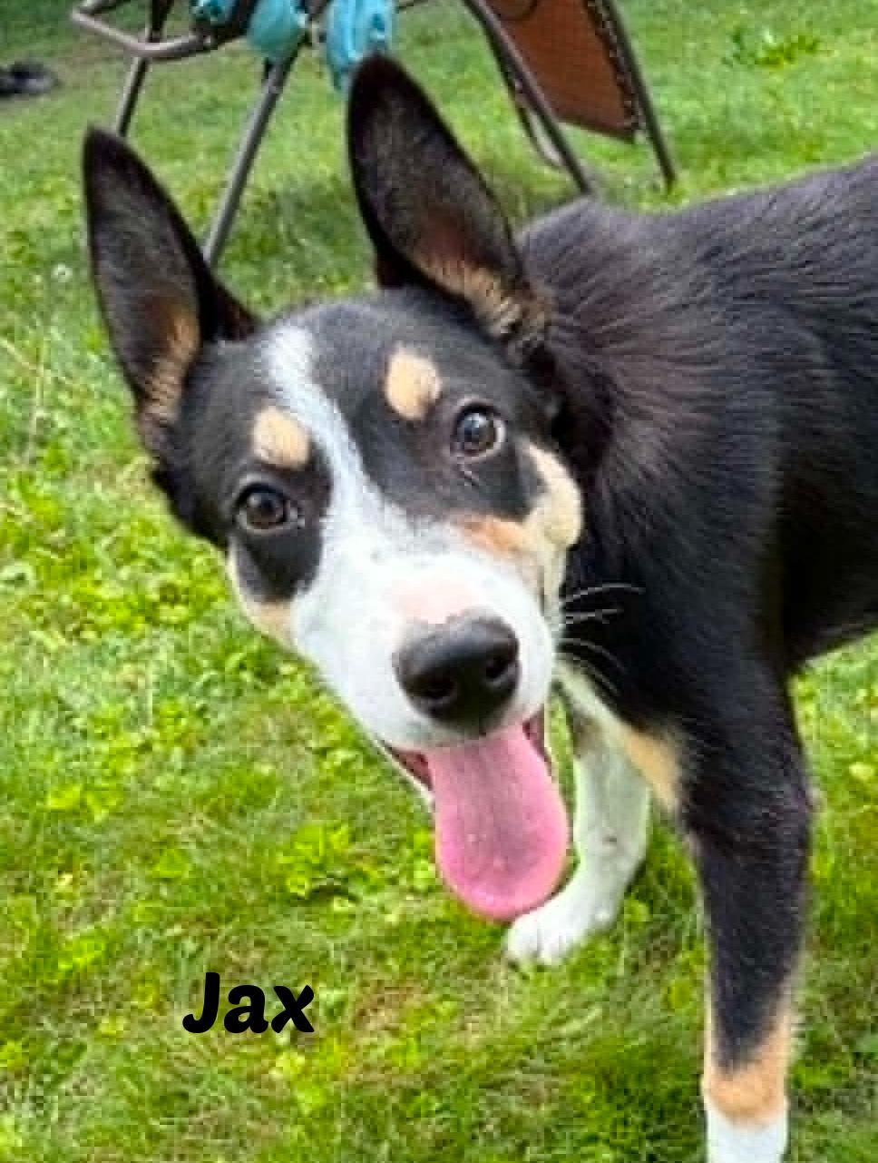 Jax, a ADOPTABLE Border Collie in Seymour, IN image 1/6
