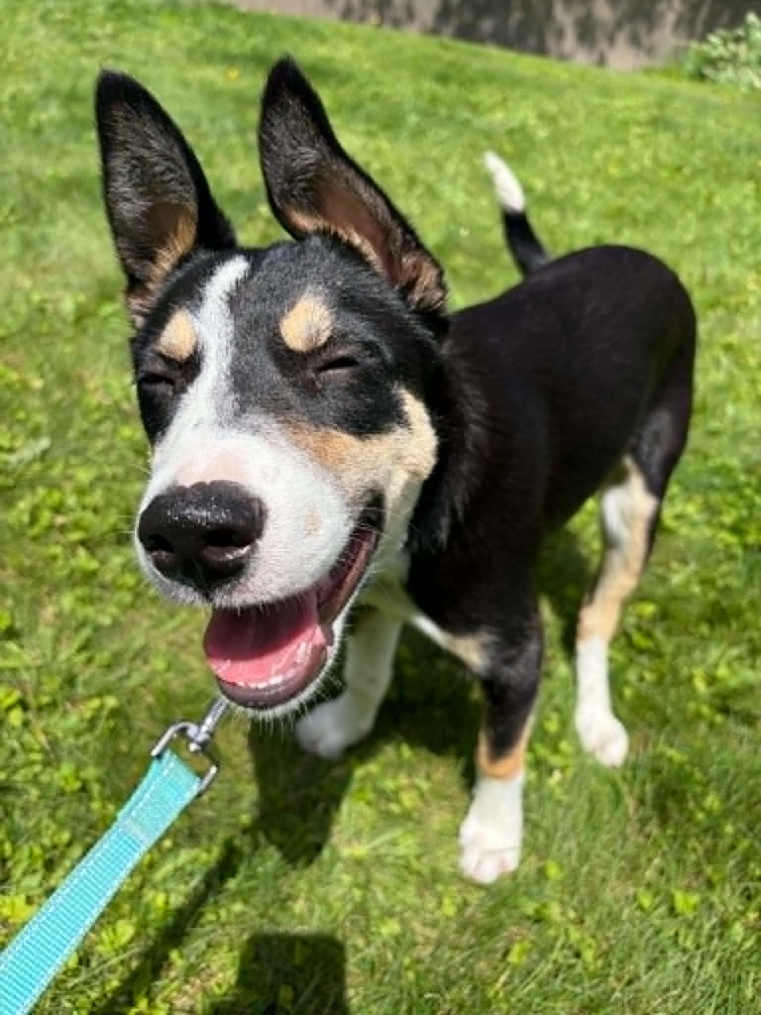 Jax, a ADOPTABLE Border Collie in Seymour, IN image 2/6