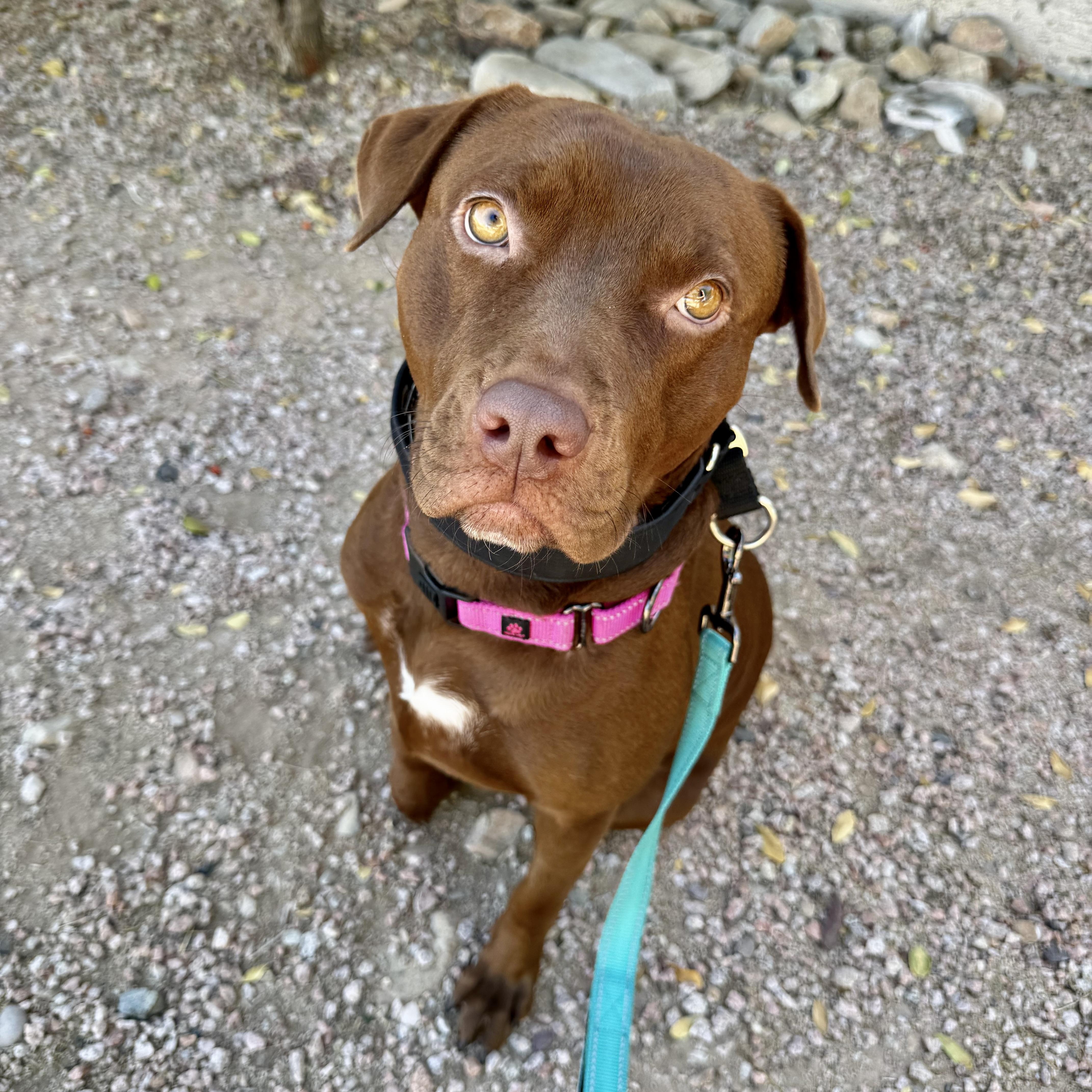 Enlarge Amber, a ADOPTABLE mixed breed in Scottsdale, AZ image 3/4