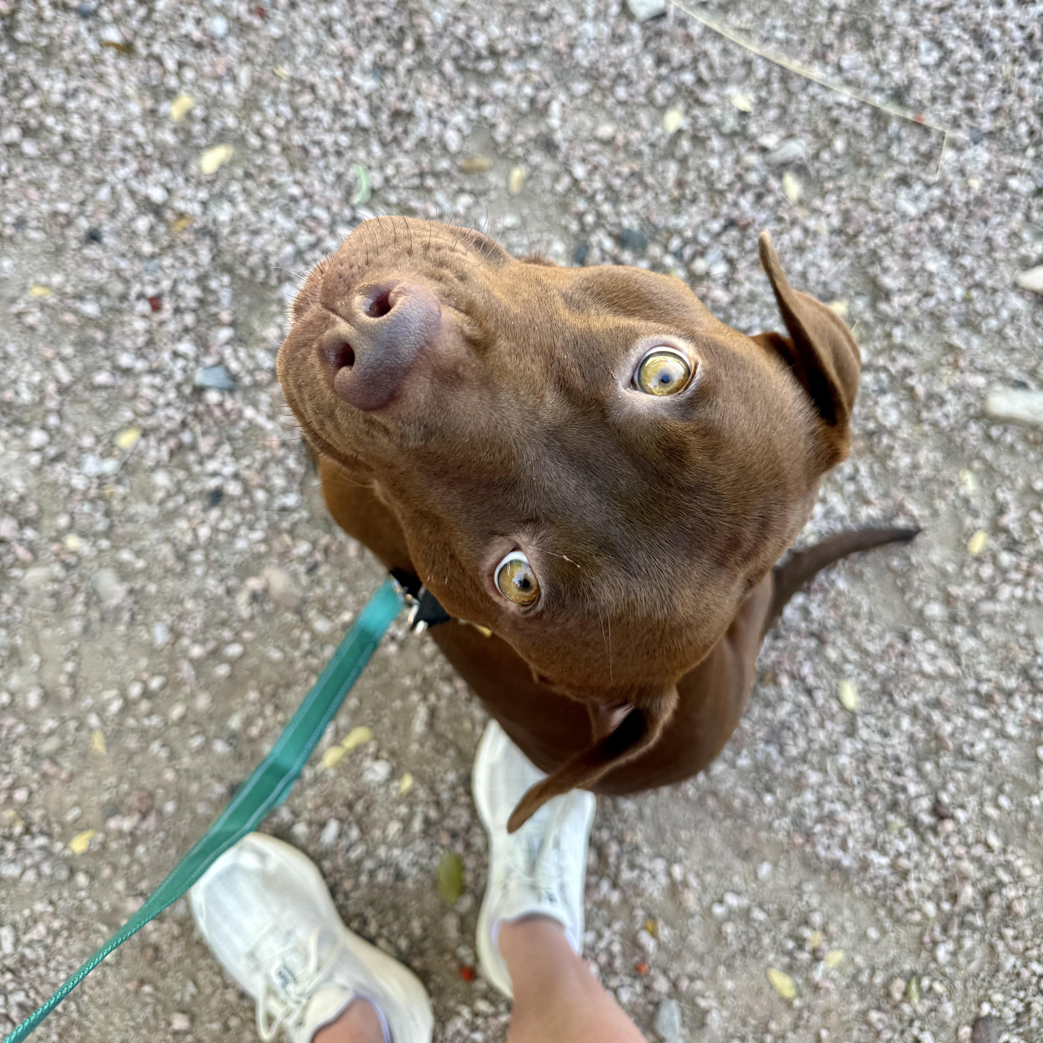 Enlarge Amber, a ADOPTABLE mixed breed in Scottsdale, AZ image 4/4