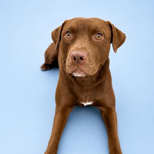 Enlarge Amber, a ADOPTABLE mixed breed in Scottsdale, AZ image 1/4