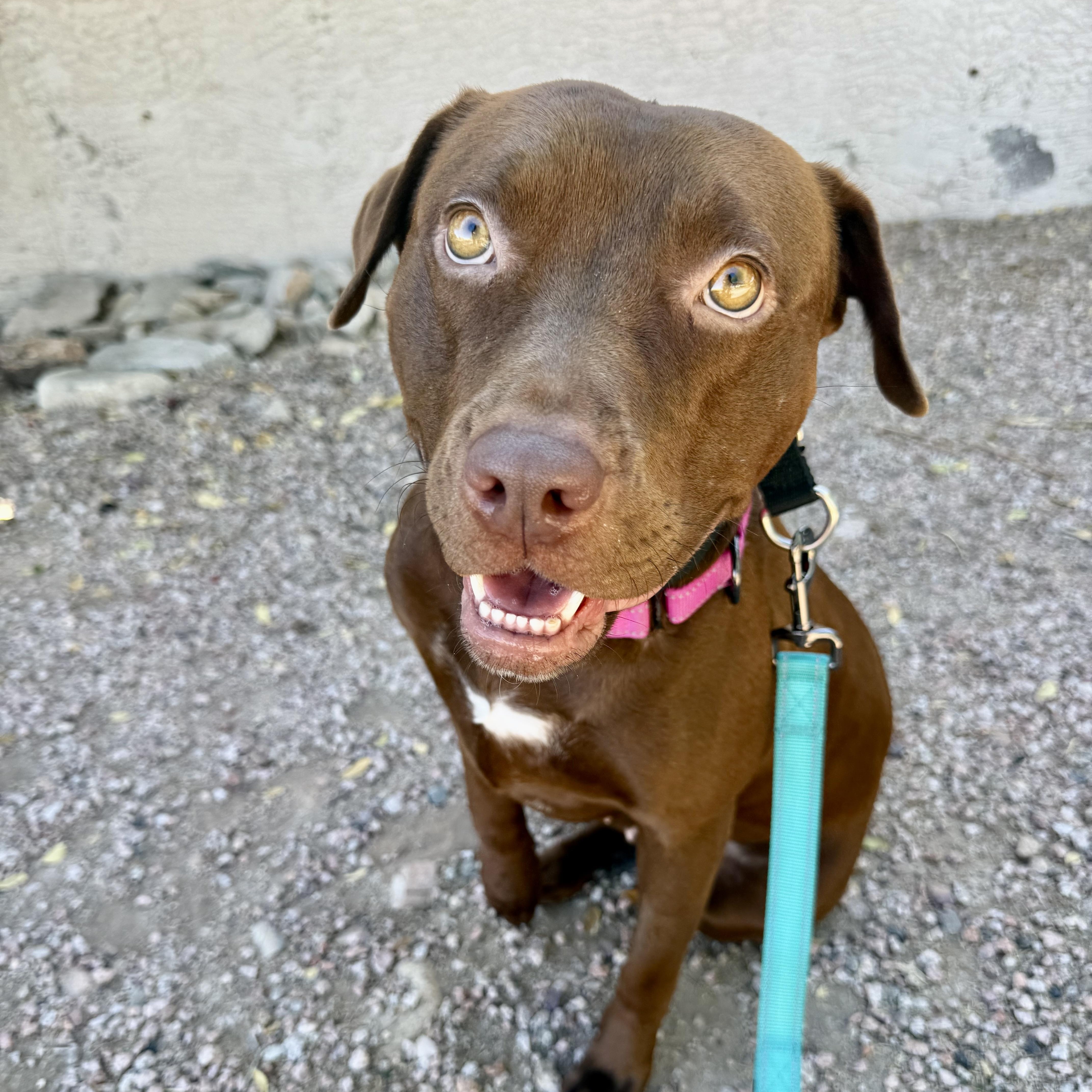 Enlarge Amber, a ADOPTABLE mixed breed in Scottsdale, AZ image 2/4