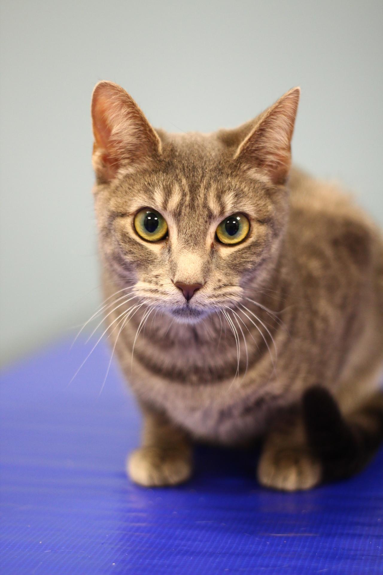 Enlarge Gracie, a Adoptable Domestic Short Hair in Toledo, OH image 1/4