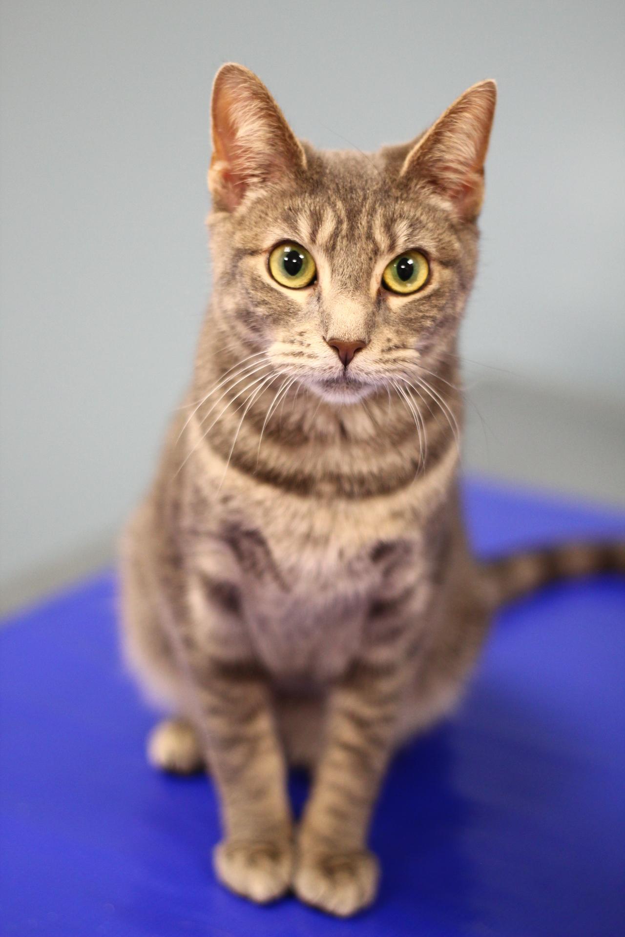 Enlarge Gracie, a Adoptable Domestic Short Hair in Toledo, OH image 2/4