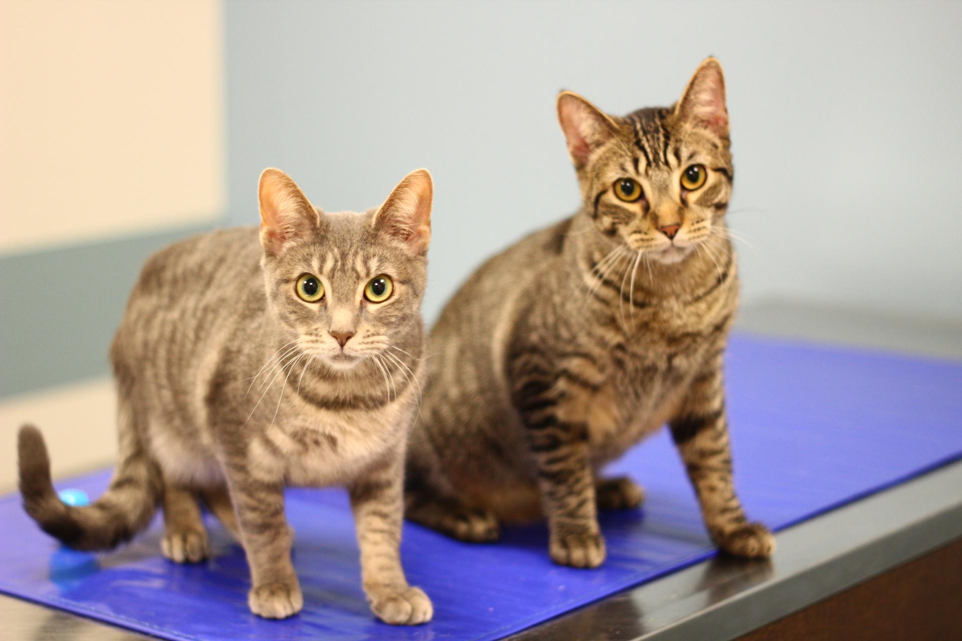 Enlarge Gracie, a Adoptable Domestic Short Hair in Toledo, OH image 4/4