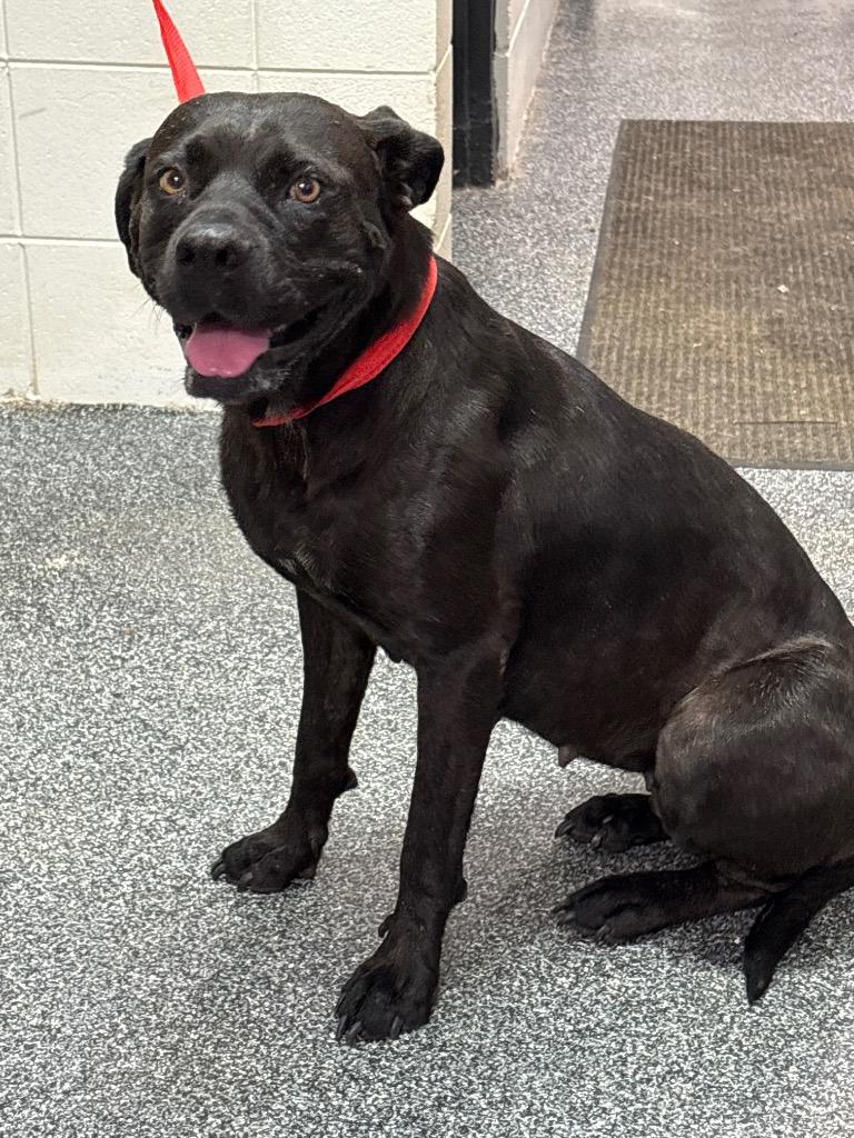 Moolah, Adoptable, Adult Female Mixed Breed.