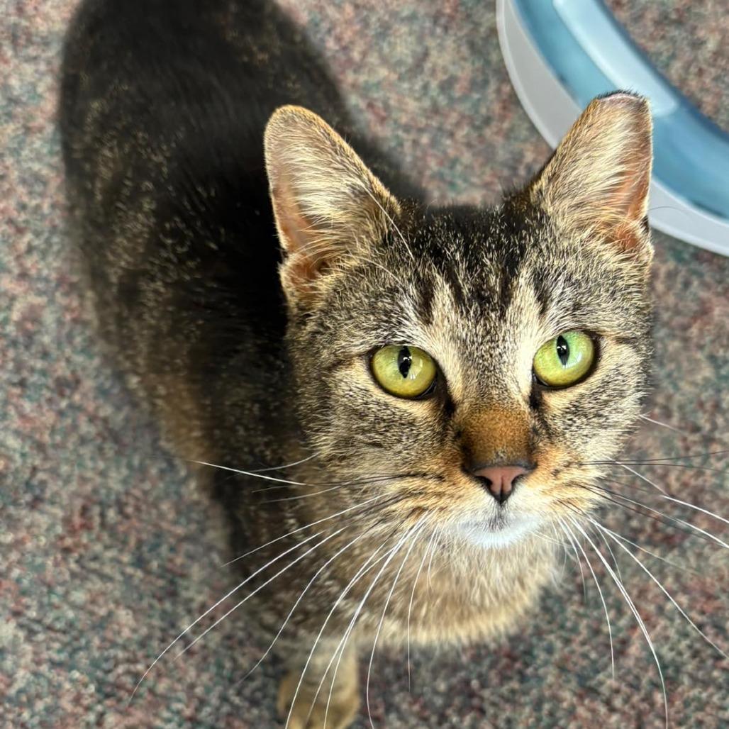 Kiki, Adoptable, Young Female Domestic Short Hair.