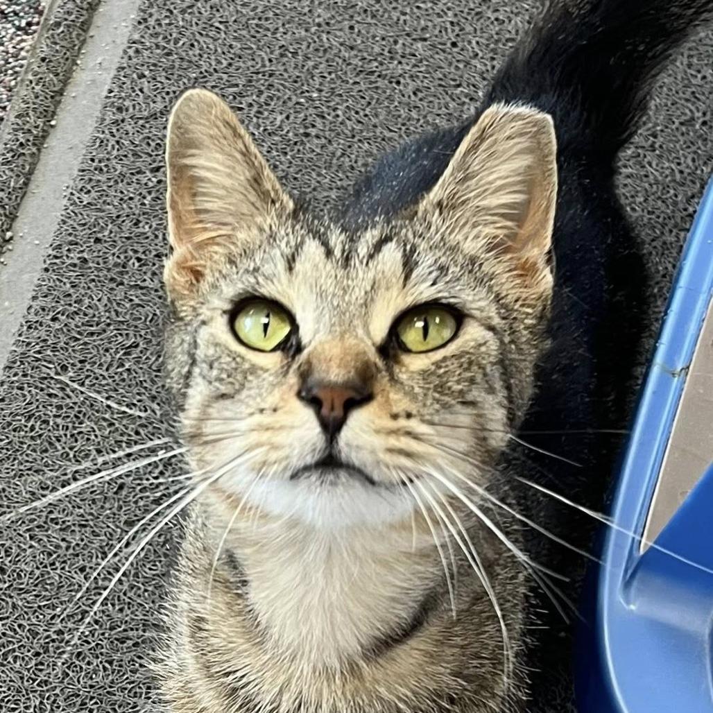 Enlarge Kiki, a Adoptable Domestic Short Hair in Hamburg, NY image 2/2