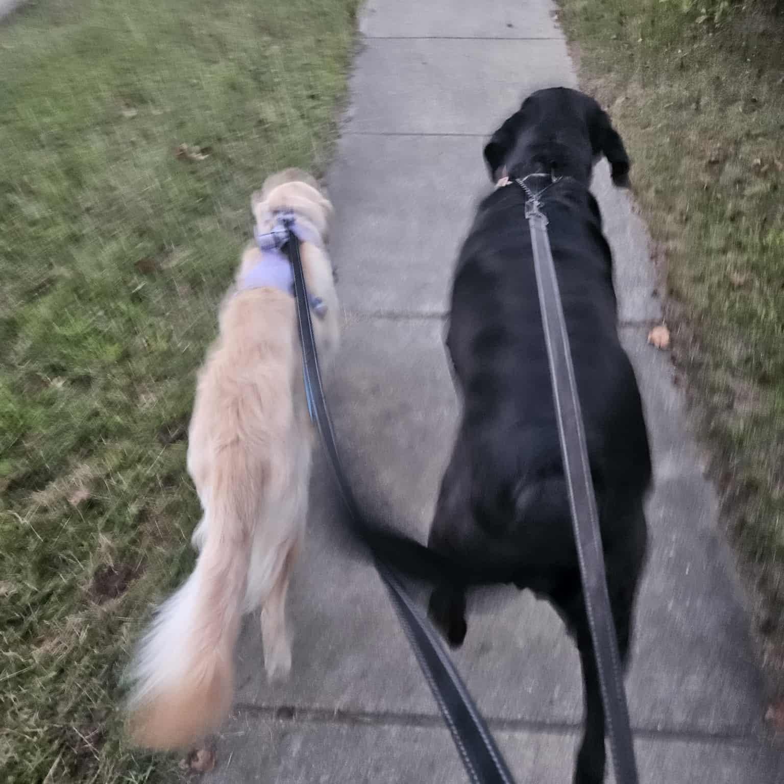 Gaia, a Adoptable mixed breed in Hughesville, MD image 1/4