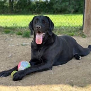 Gaia, a Adoptable mixed breed in Hughesville, MD image 2/4
