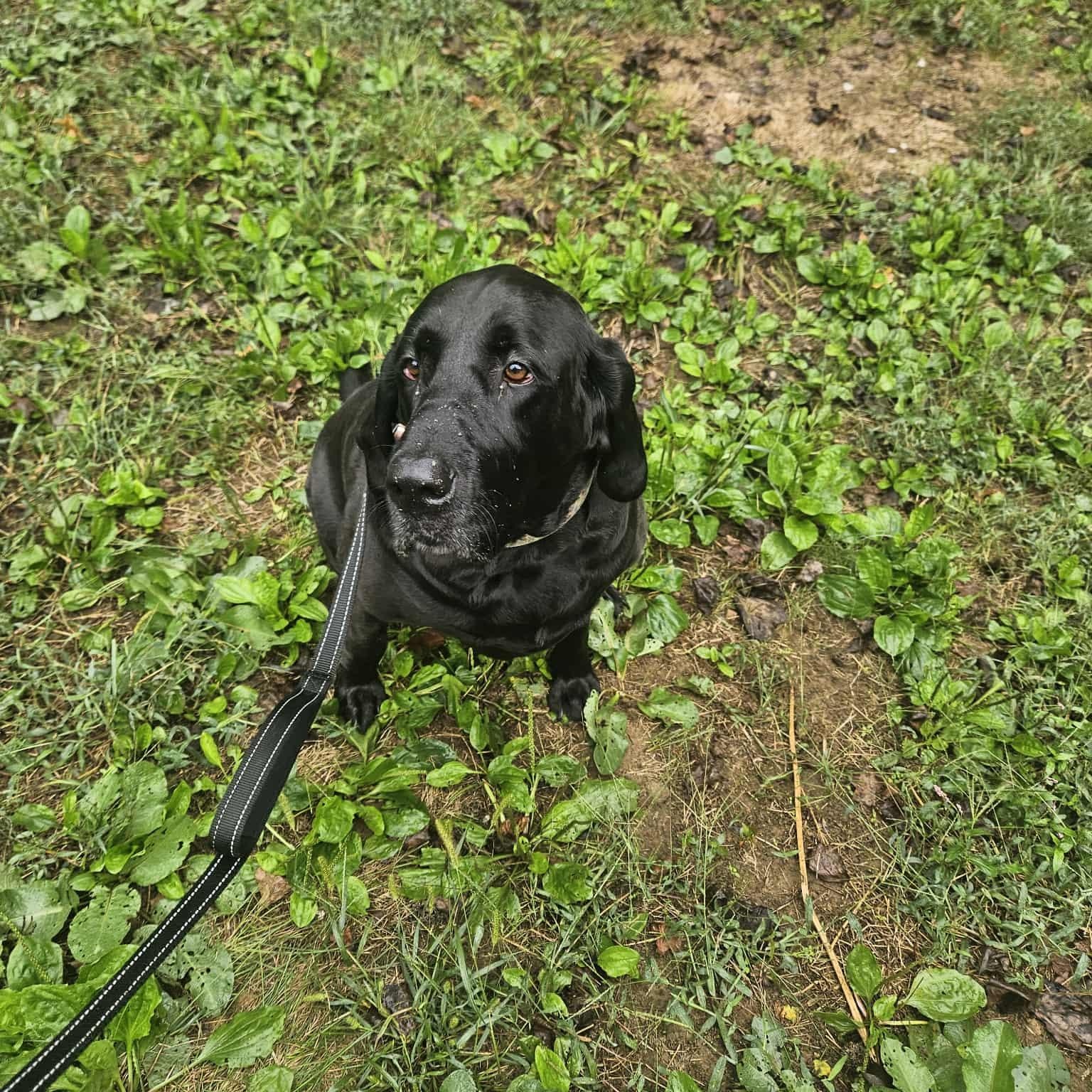 Gaia, a Adoptable mixed breed in Hughesville, MD image 3/4