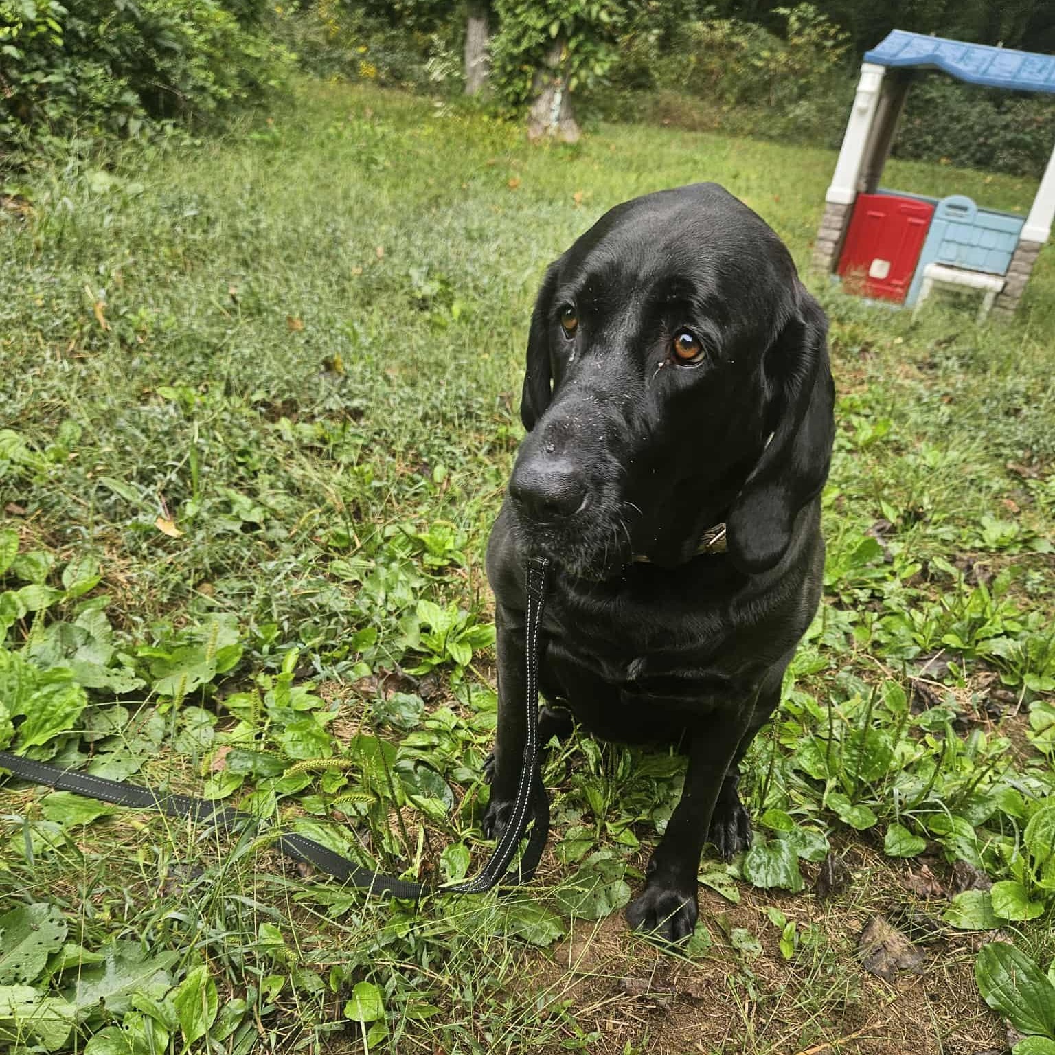 Gaia, a Adoptable mixed breed in Hughesville, MD image 4/4