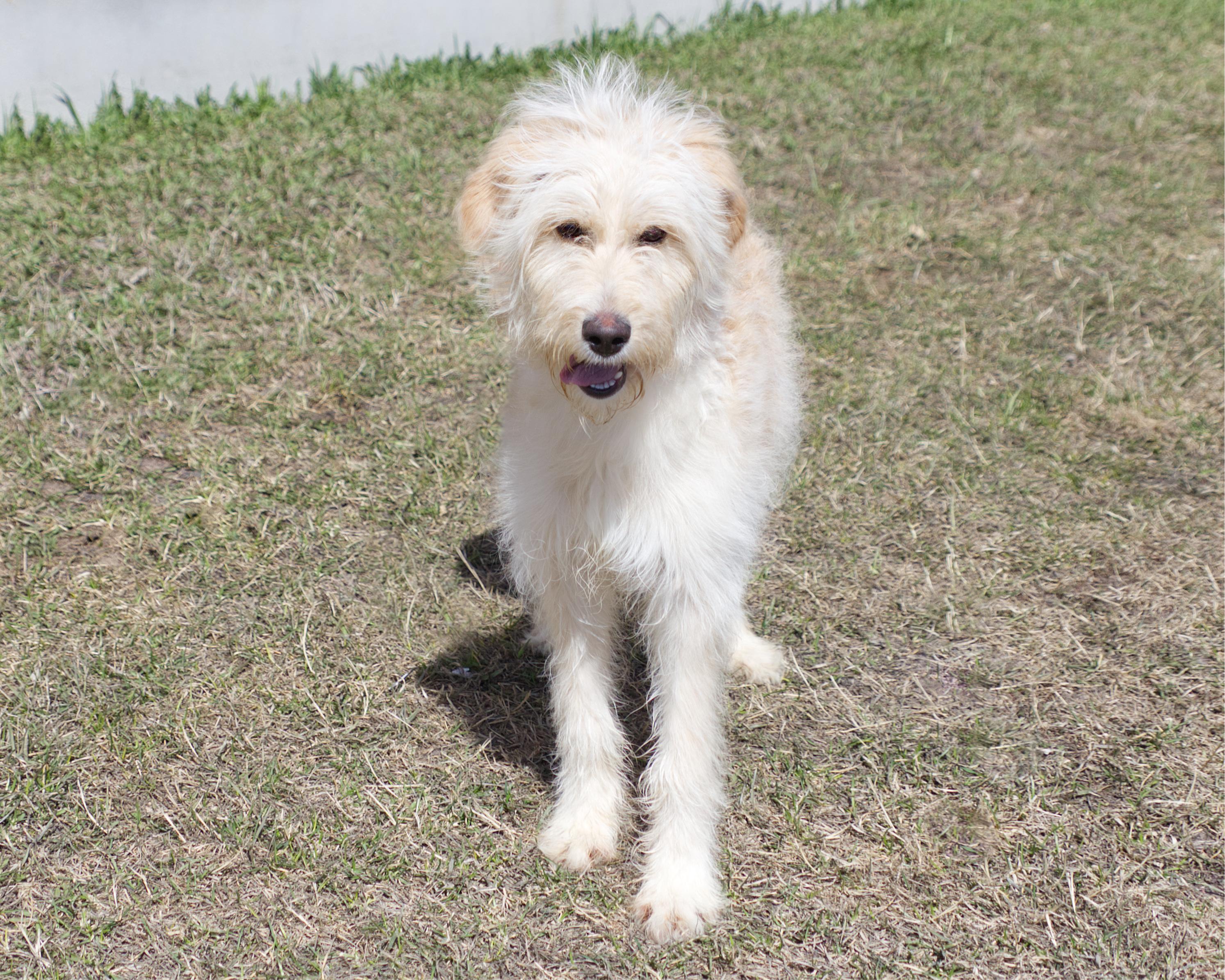 Annie, an adoptable mixed breed in Winnipeg, MB image 3/3