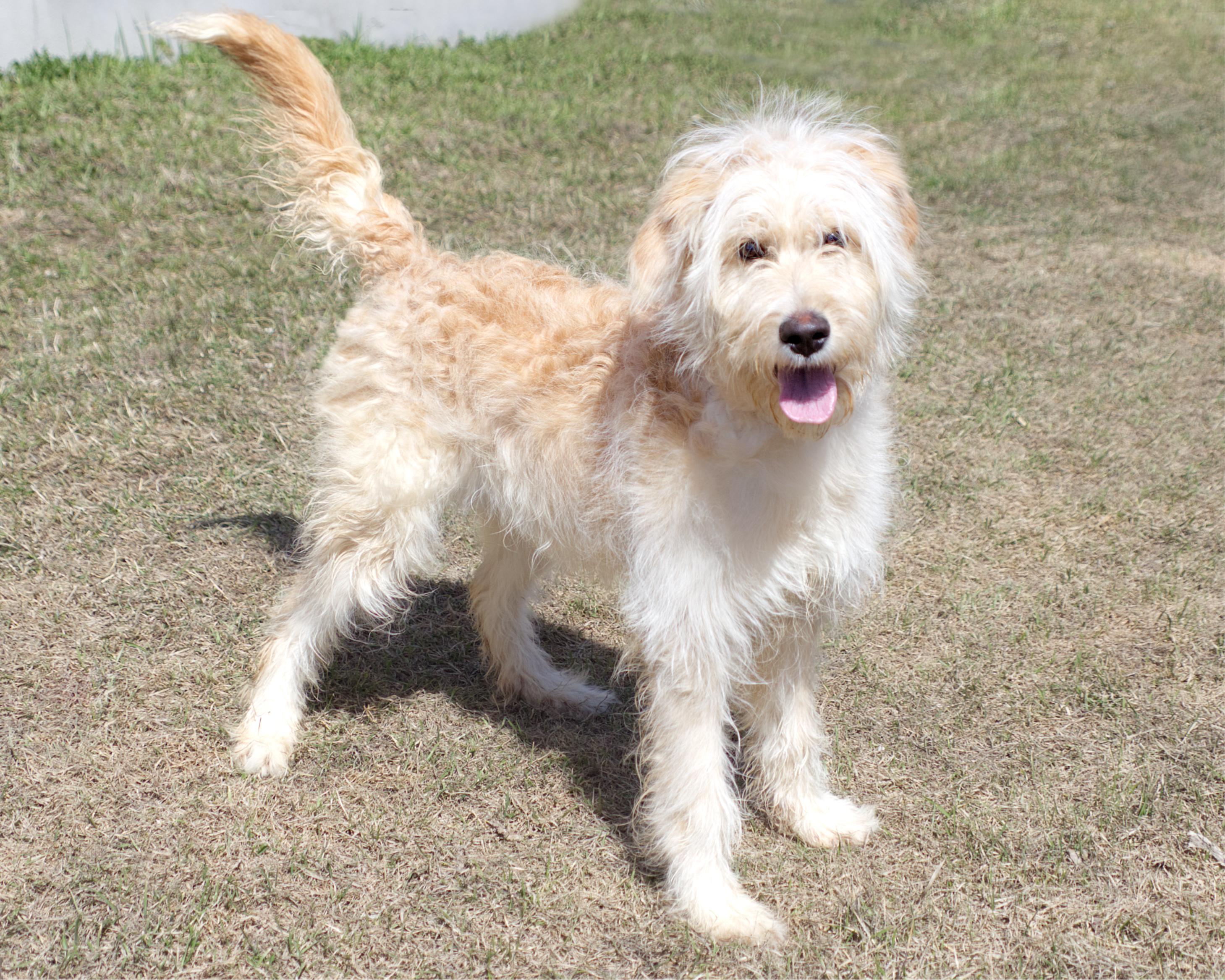 Annie, an adoptable mixed breed in Winnipeg, MB image 2/3