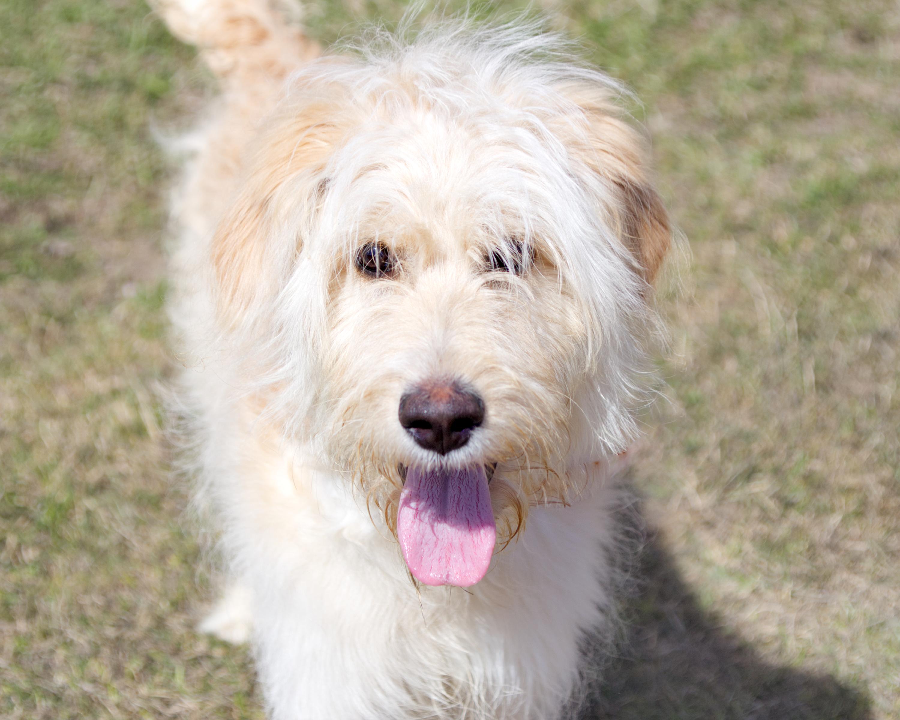 Annie, adoptable, Young Female Standard Poodle & Labrador Retriever.