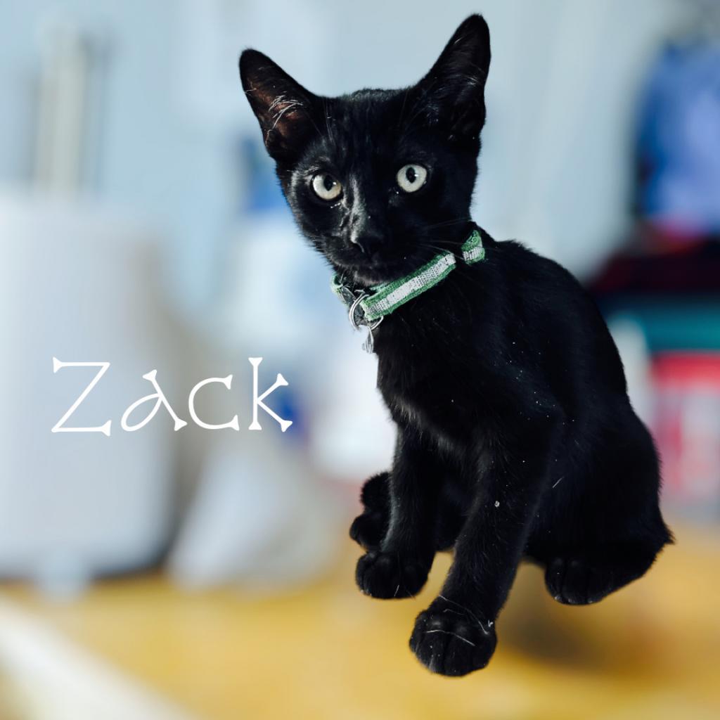 Zack, a Adoptable Domestic Short Hair in Dallas, TX image 1/4