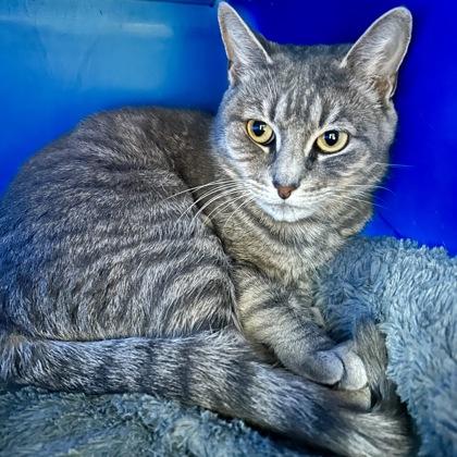 Pebble, Adoptable, Adult Female Domestic Short Hair & Domestic Short Hair.