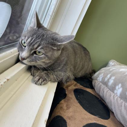 Pebble, Adoptable, Adult Female Domestic Short Hair & Domestic Short Hair.