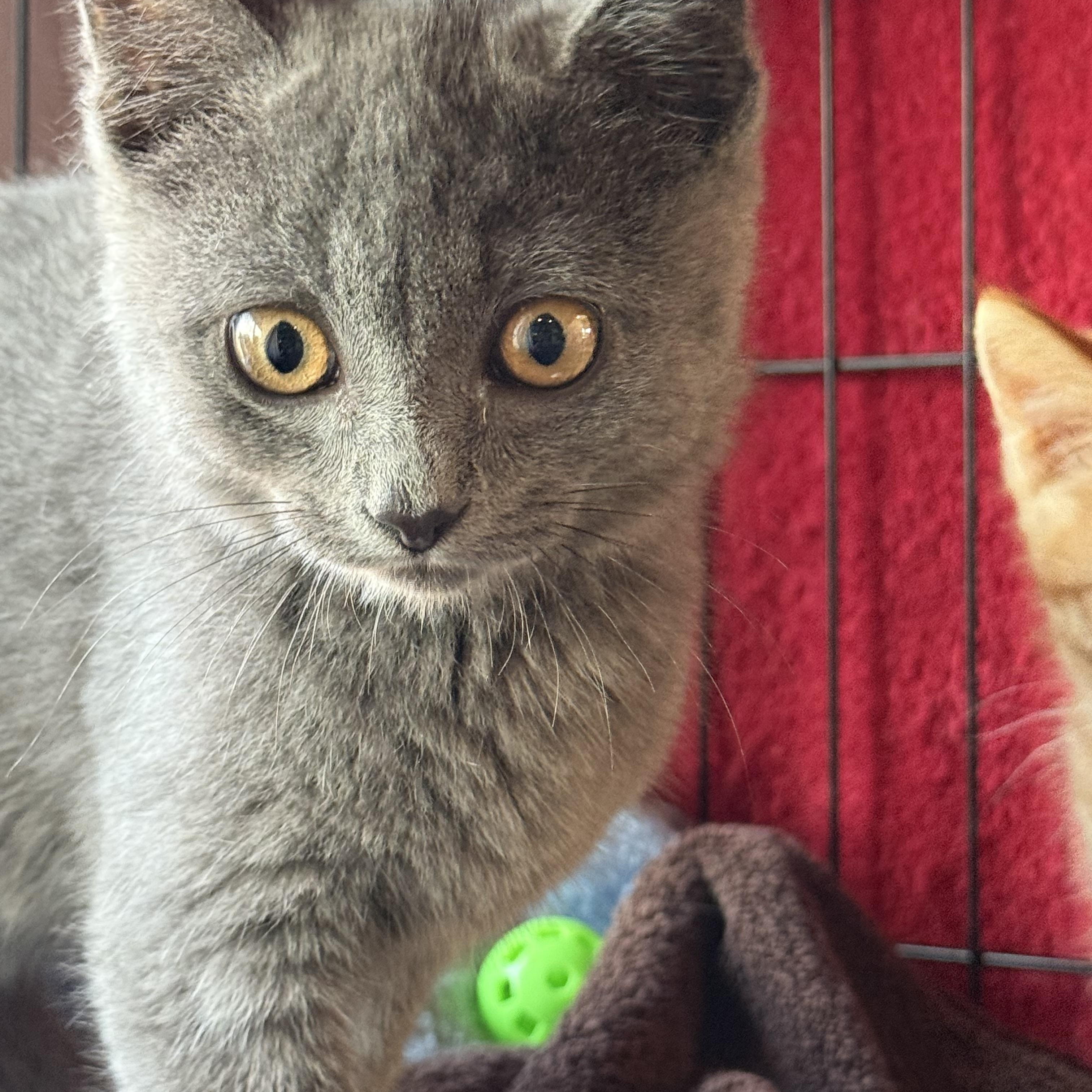 Hamilton, an adoptable Domestic Short Hair in Butte, MT, 59701 | Photo Image 1