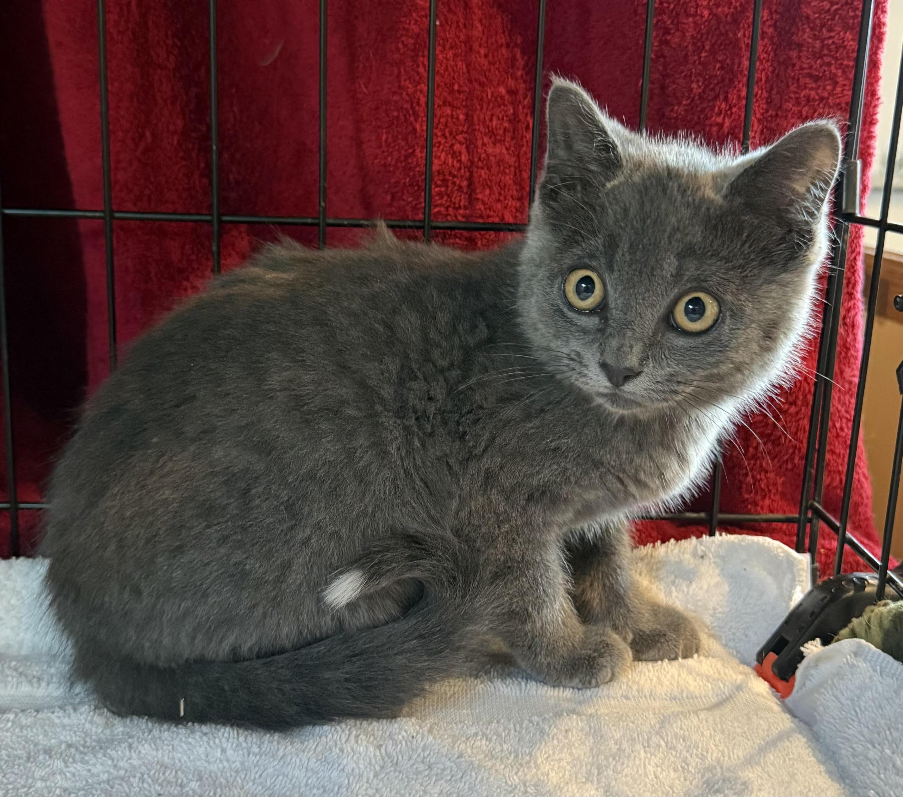 Hamilton, an adoptable Domestic Short Hair in Butte, MT, 59701 | Photo Image 2