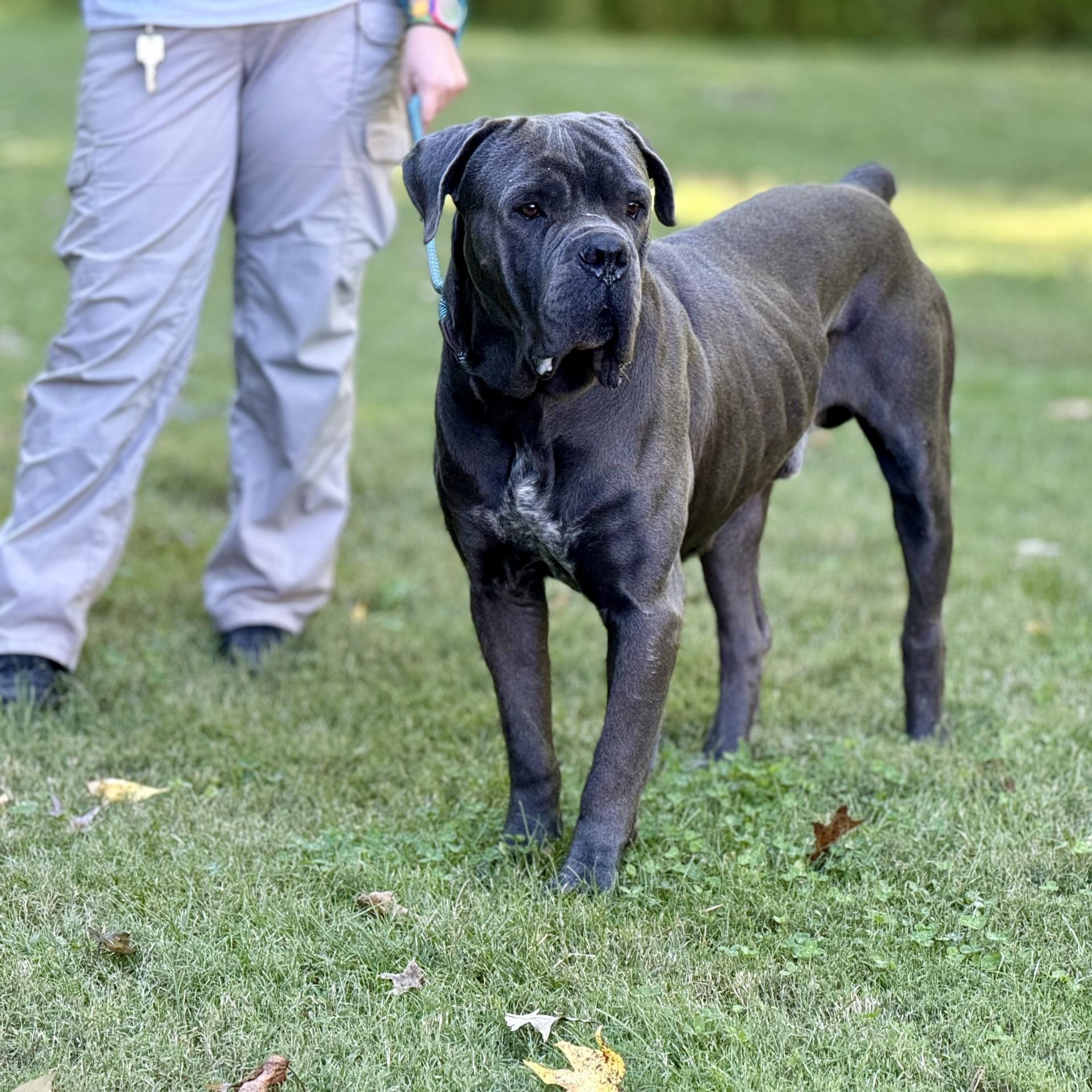 Smalls, Adoptable, Young Male Neapolitan Mastiff.