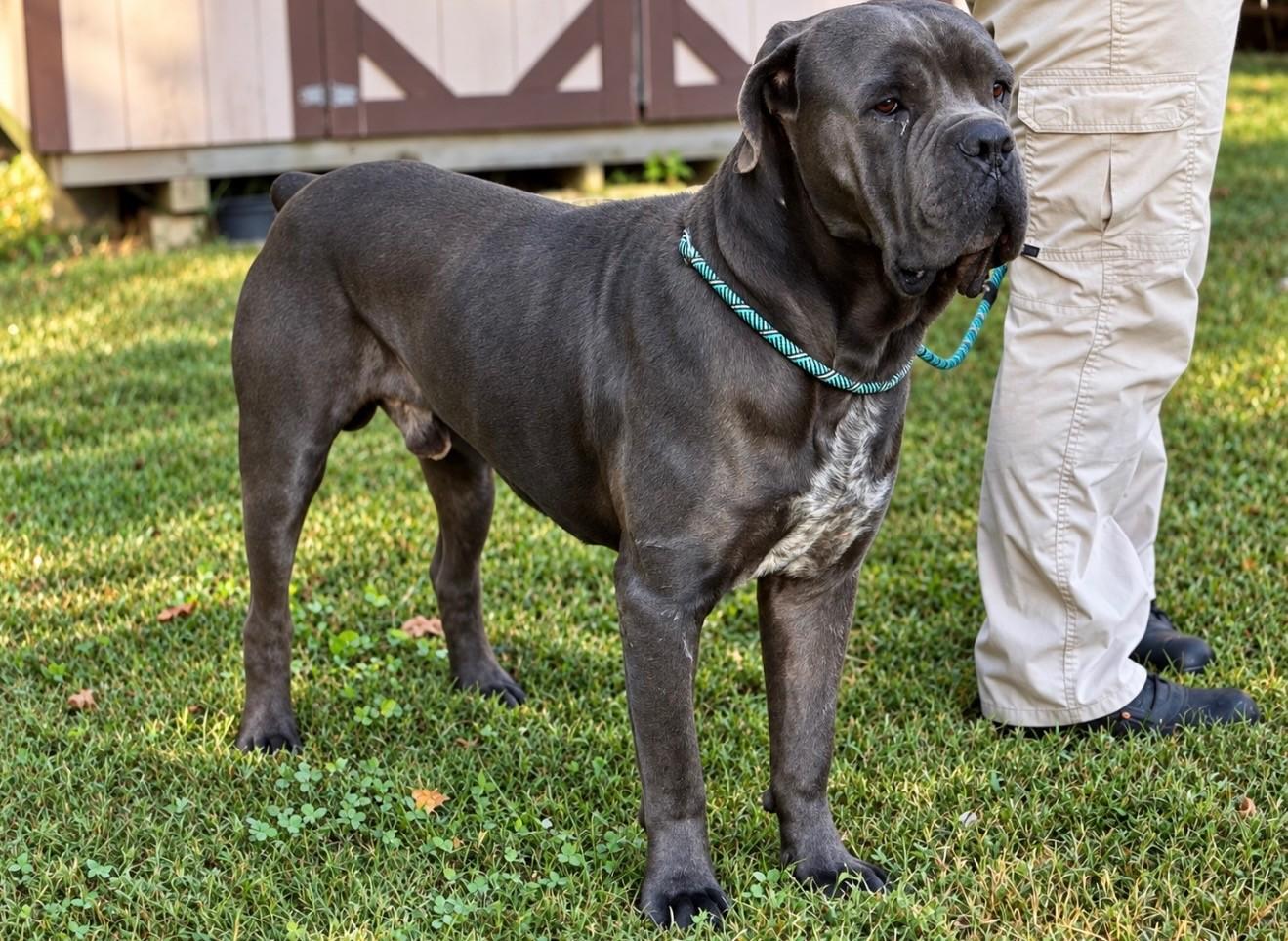 Enlarge Smalls, a Adoptable Neapolitan Mastiff in Ashland, VA image 2/2